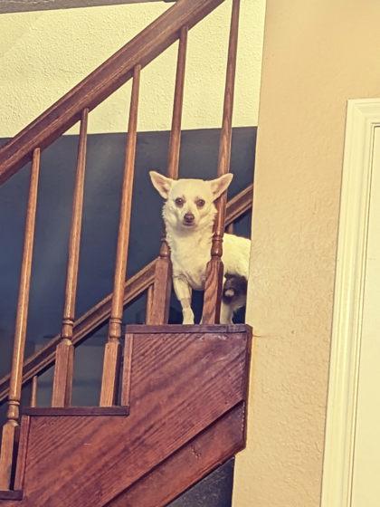 Enlarge Fergus, a Adoptable mixed breed in Kingwood, TX image 3/3