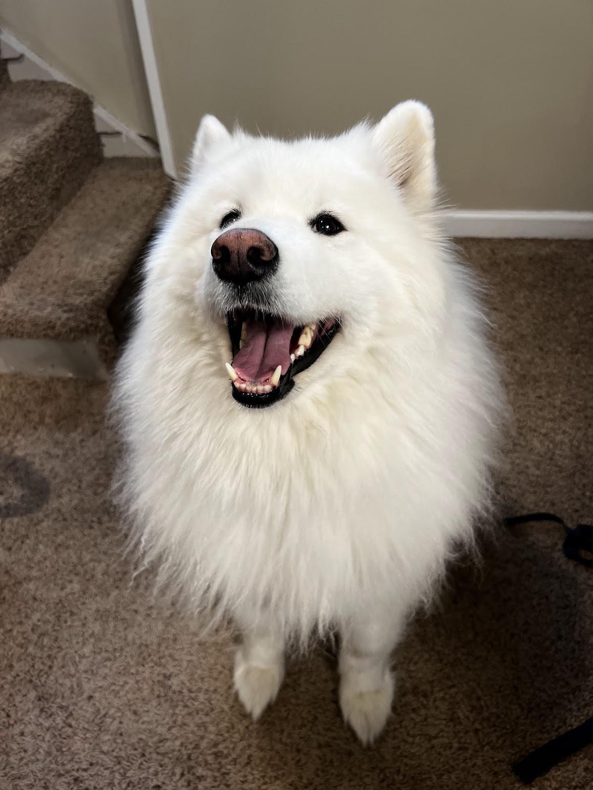 Aspen, Adopted, Adult Female Samoyed.