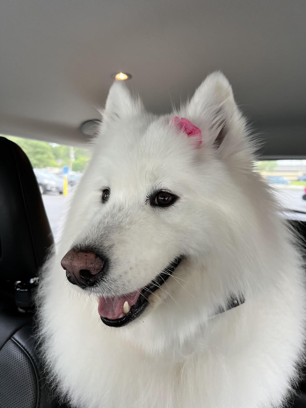 Enlarge Aspen, a Adopted Samoyed in Milwaukee, WI image 2/4