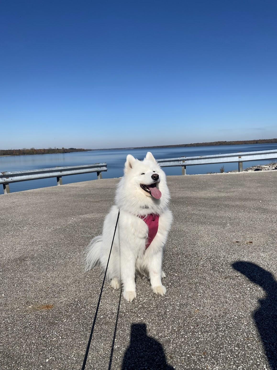 Enlarge Aspen, a Adopted Samoyed in Milwaukee, WI image 4/4