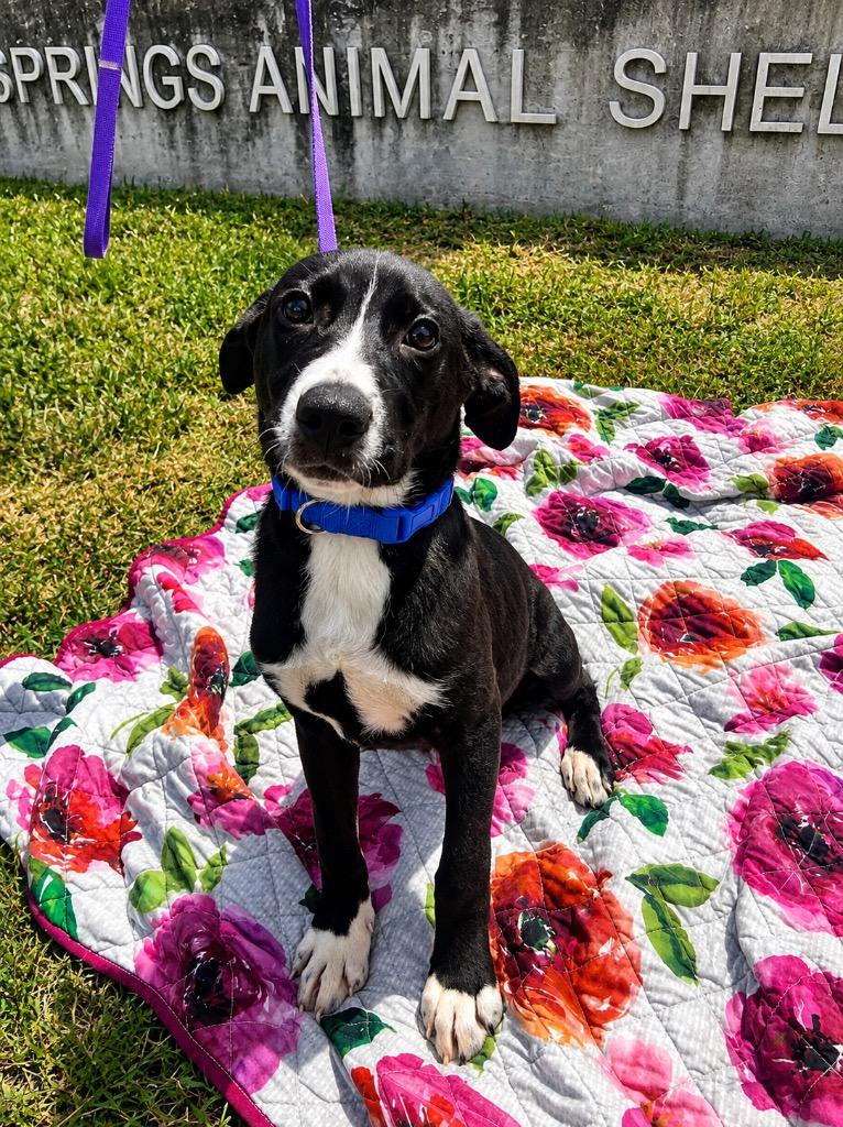 Enlarge Bruce, a Adoptable mixed breed in Denham Springs, LA image 1/3