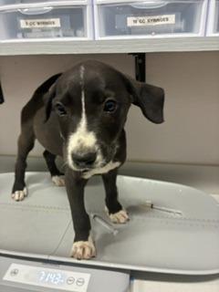 Enlarge Bruce, a Adoptable mixed breed in Denham Springs, LA image 2/3