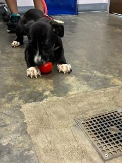 Enlarge Bruce, a Adoptable mixed breed in Denham Springs, LA image 3/3
