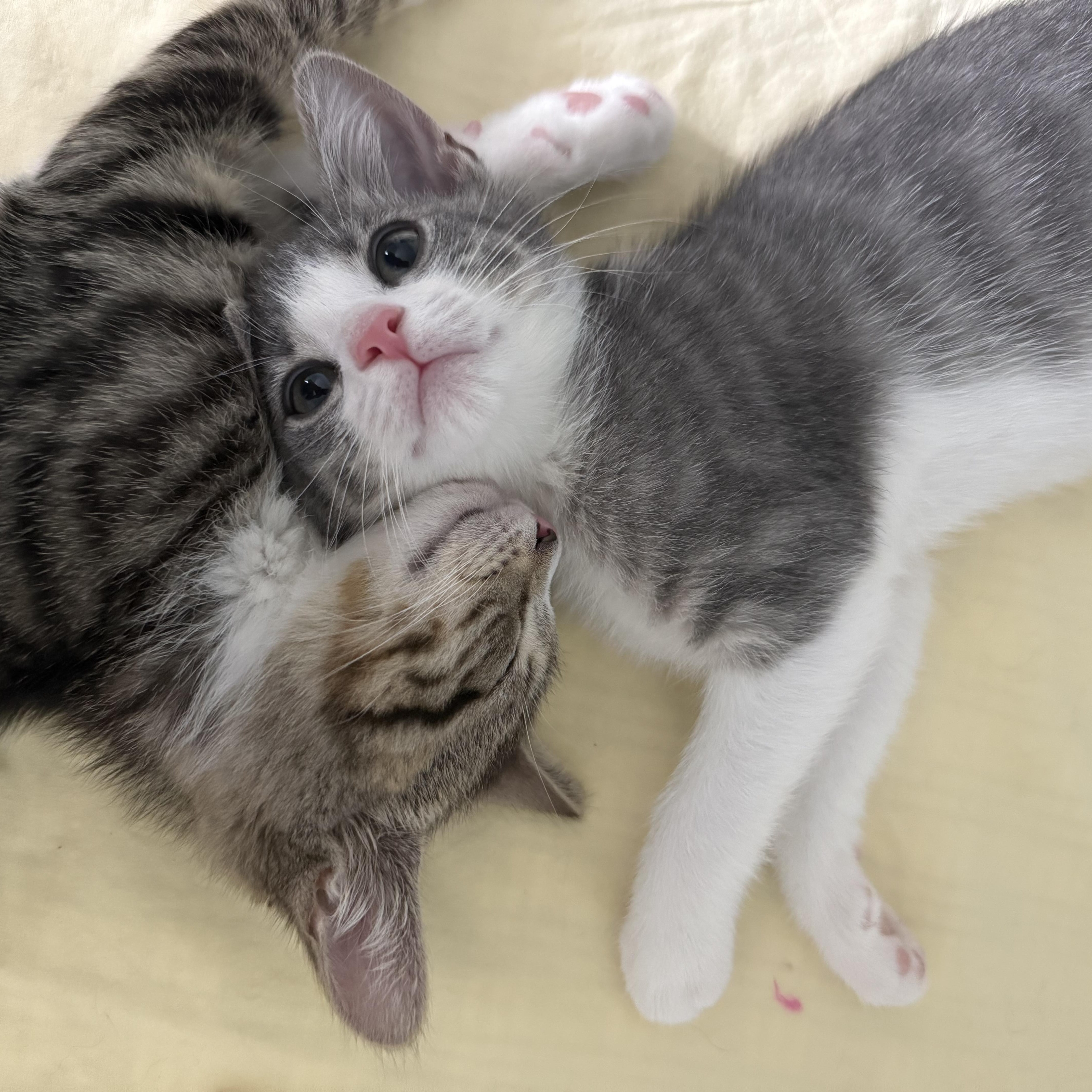 Puddle, an adopted American Shorthair in Monmouth Junction, NJ image 1/4