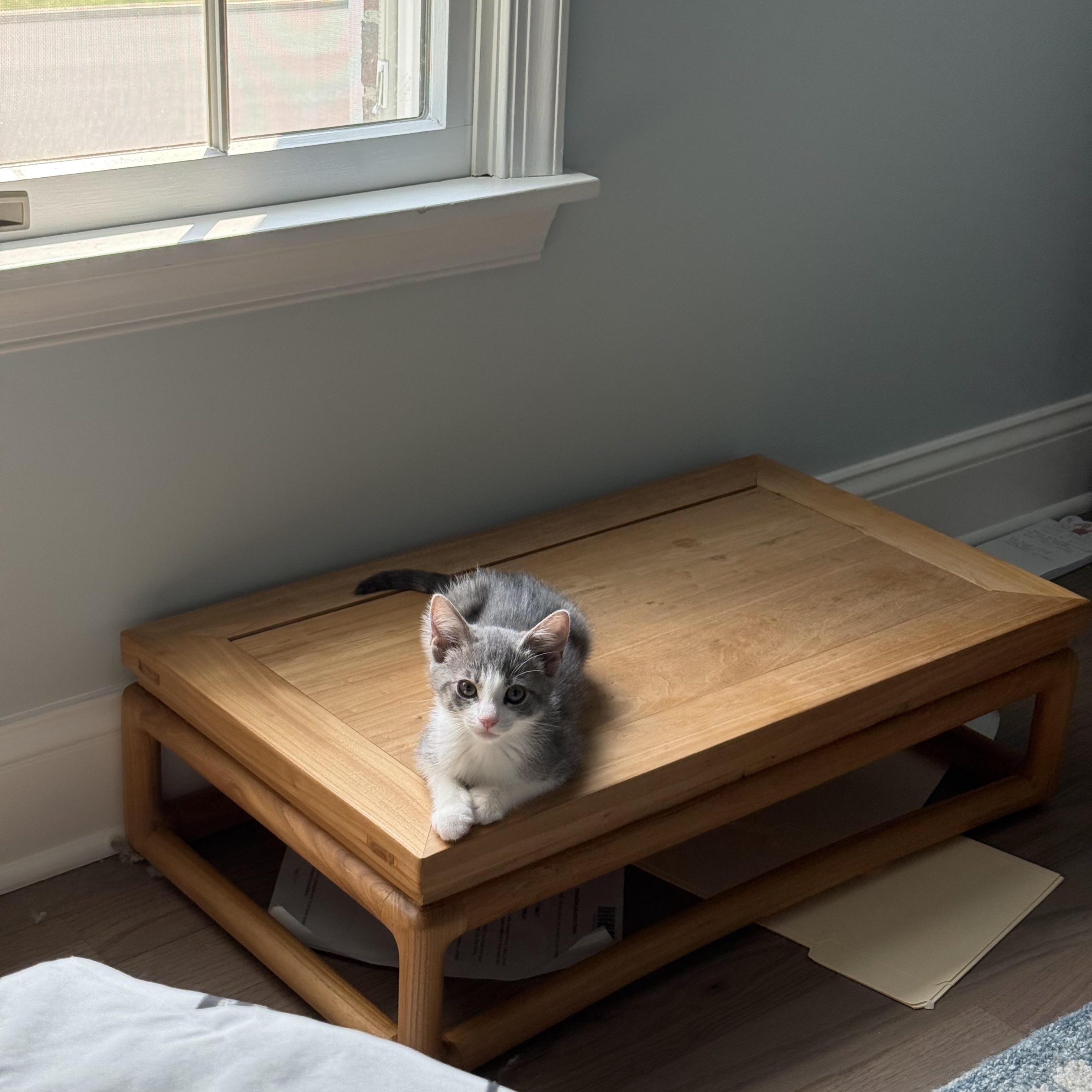 Puddle, an adopted American Shorthair in Monmouth Junction, NJ image 2/4