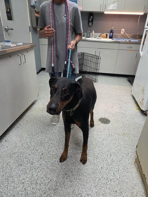 Joker, Adoptable, Adult Male Doberman Pinscher.