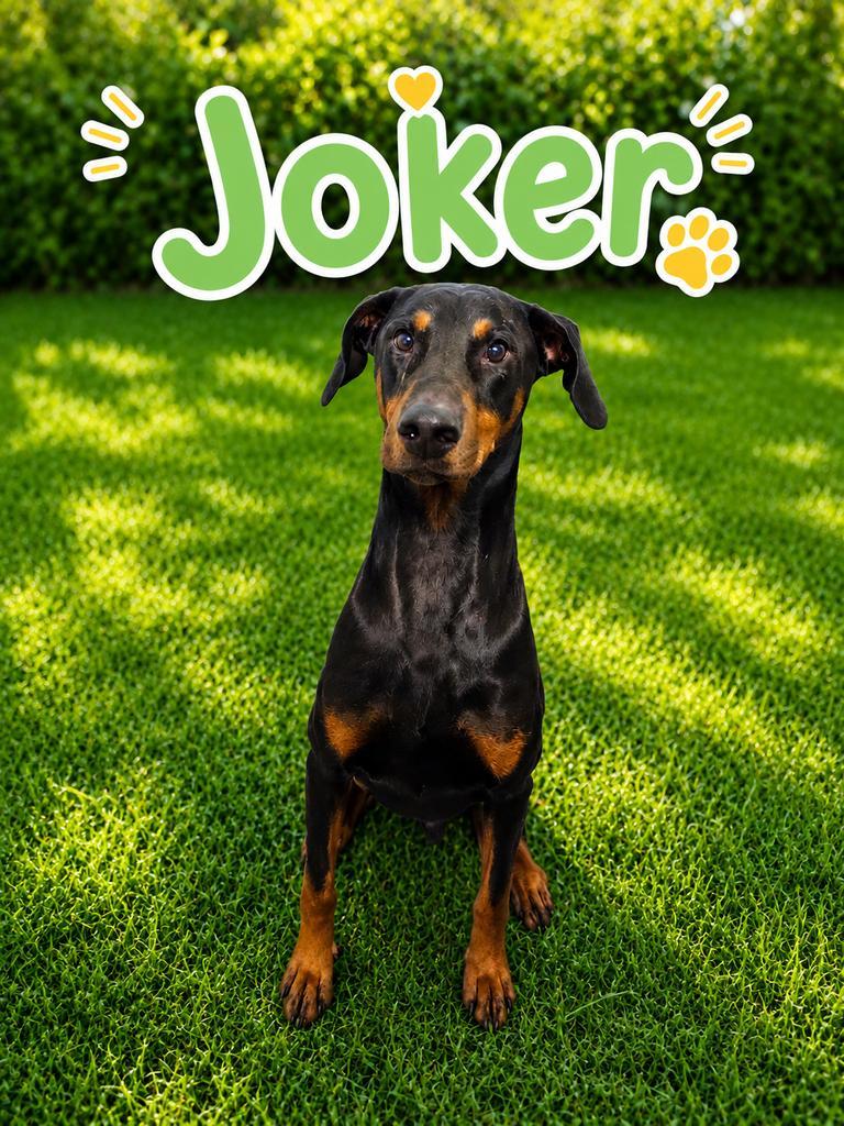 Enlarge Joker, a Adoptable Doberman Pinscher in Livingston, LA image 2/2