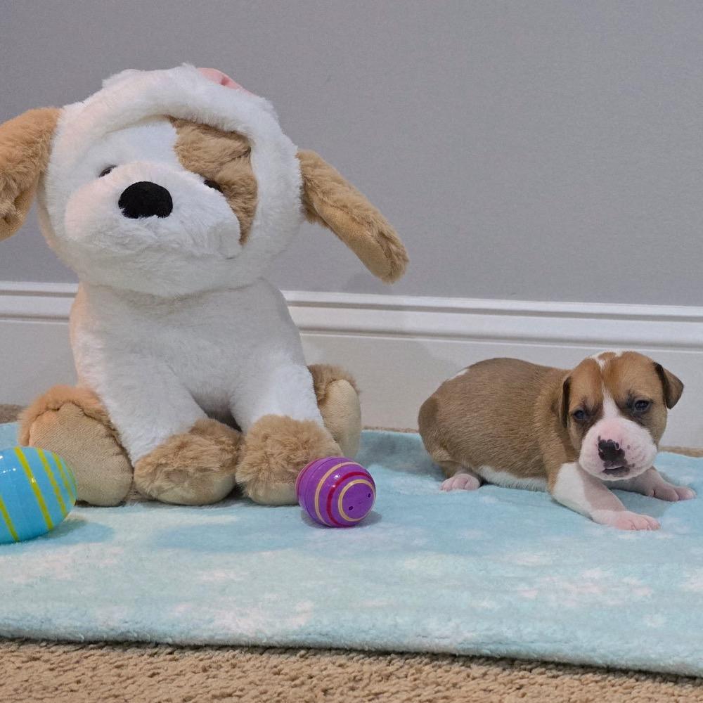 Truffle, Adoptable, Puppy Male Basset Hound & Mixed Breed.