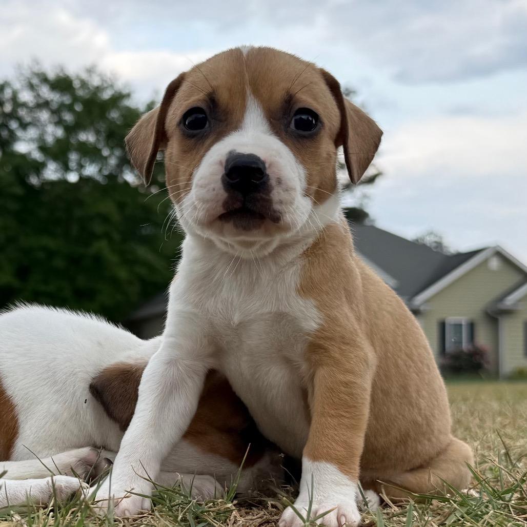 Truffle, a Adoptable mixed breed in Aberdeen, NC image 3/6
