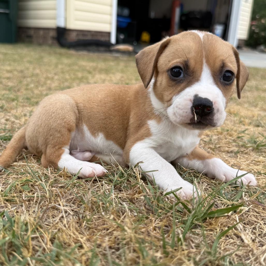 Truffle, a Adoptable mixed breed in Aberdeen, NC image 4/6