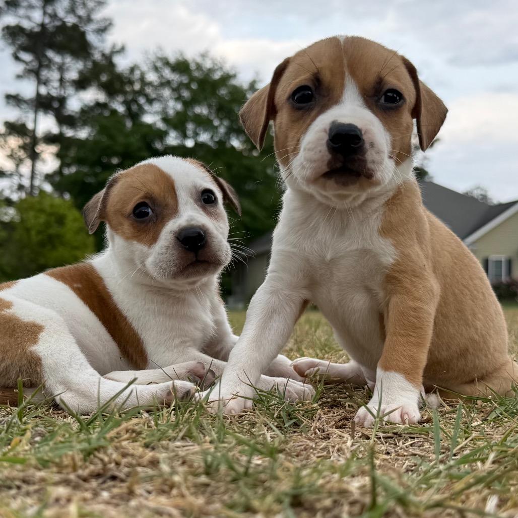Truffle, a Adoptable mixed breed in Aberdeen, NC image 5/6