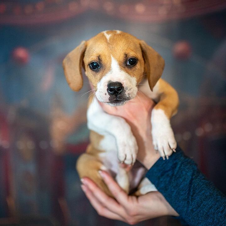 Truffle, a Adoptable mixed breed in Aberdeen, NC image 6/6