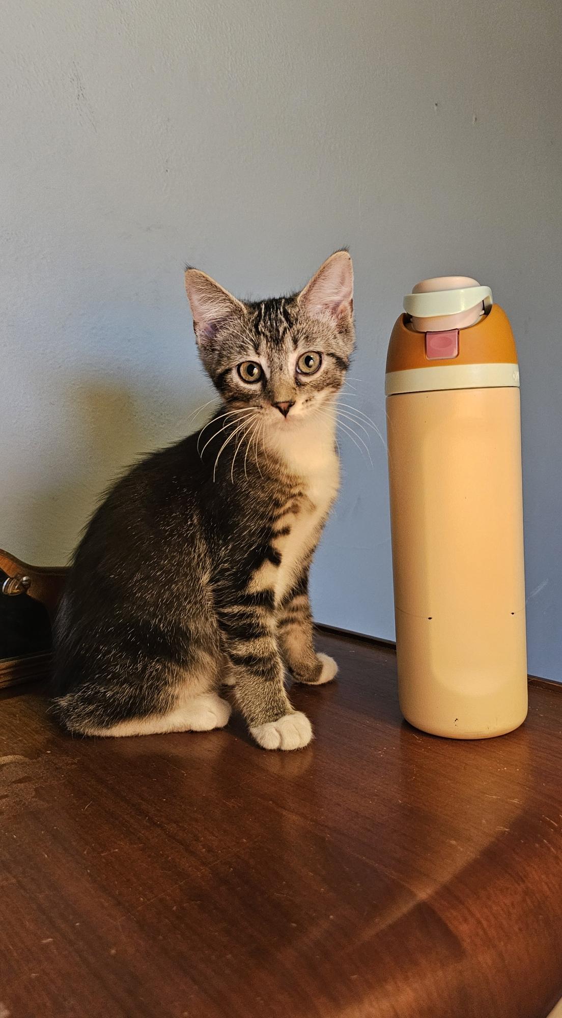 Simon