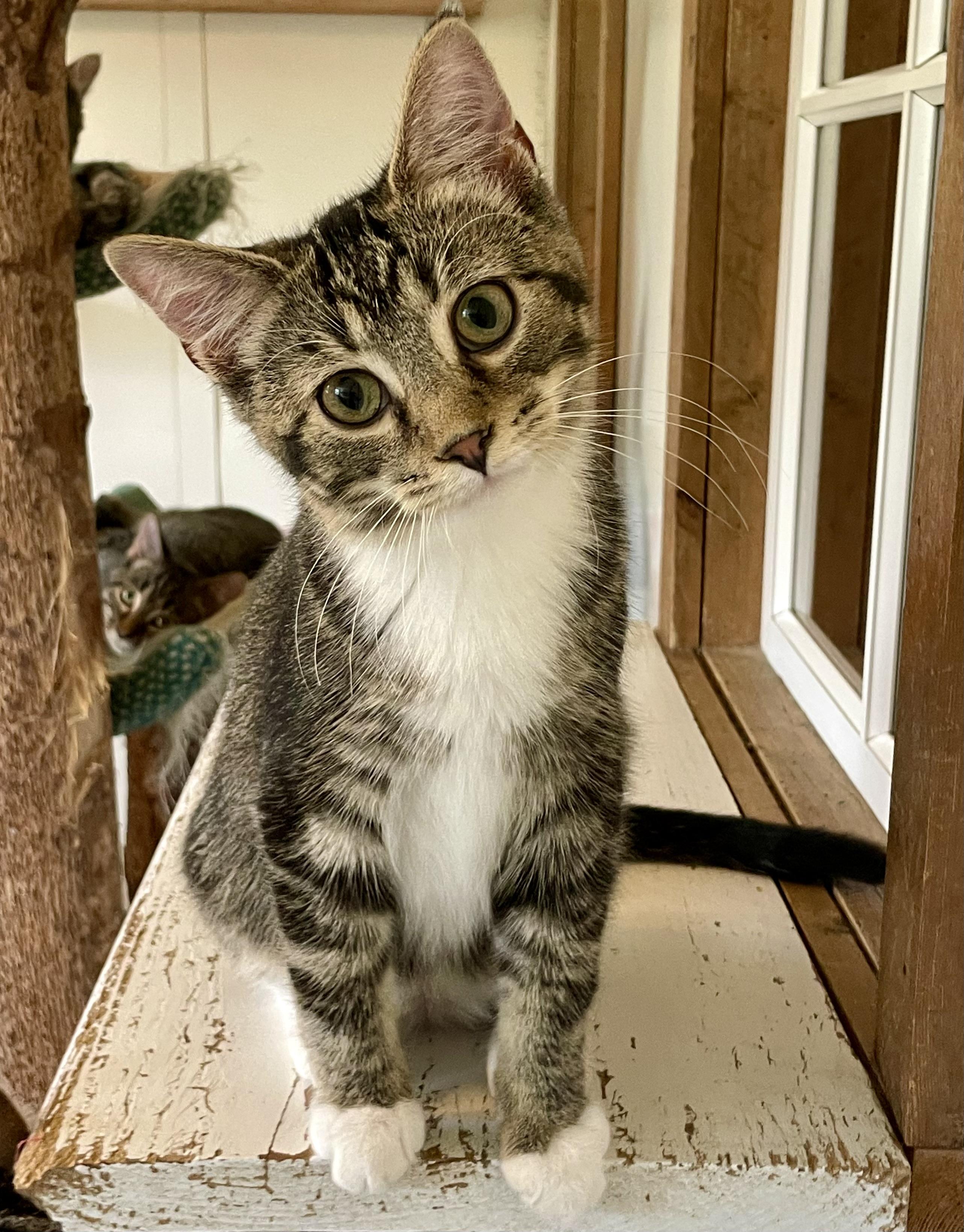 Simon