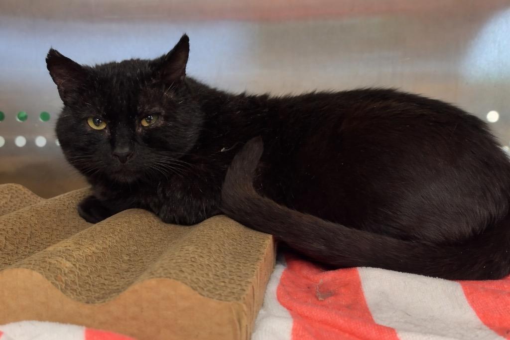 Bob, Adoptable, Adult Male Domestic Short Hair.