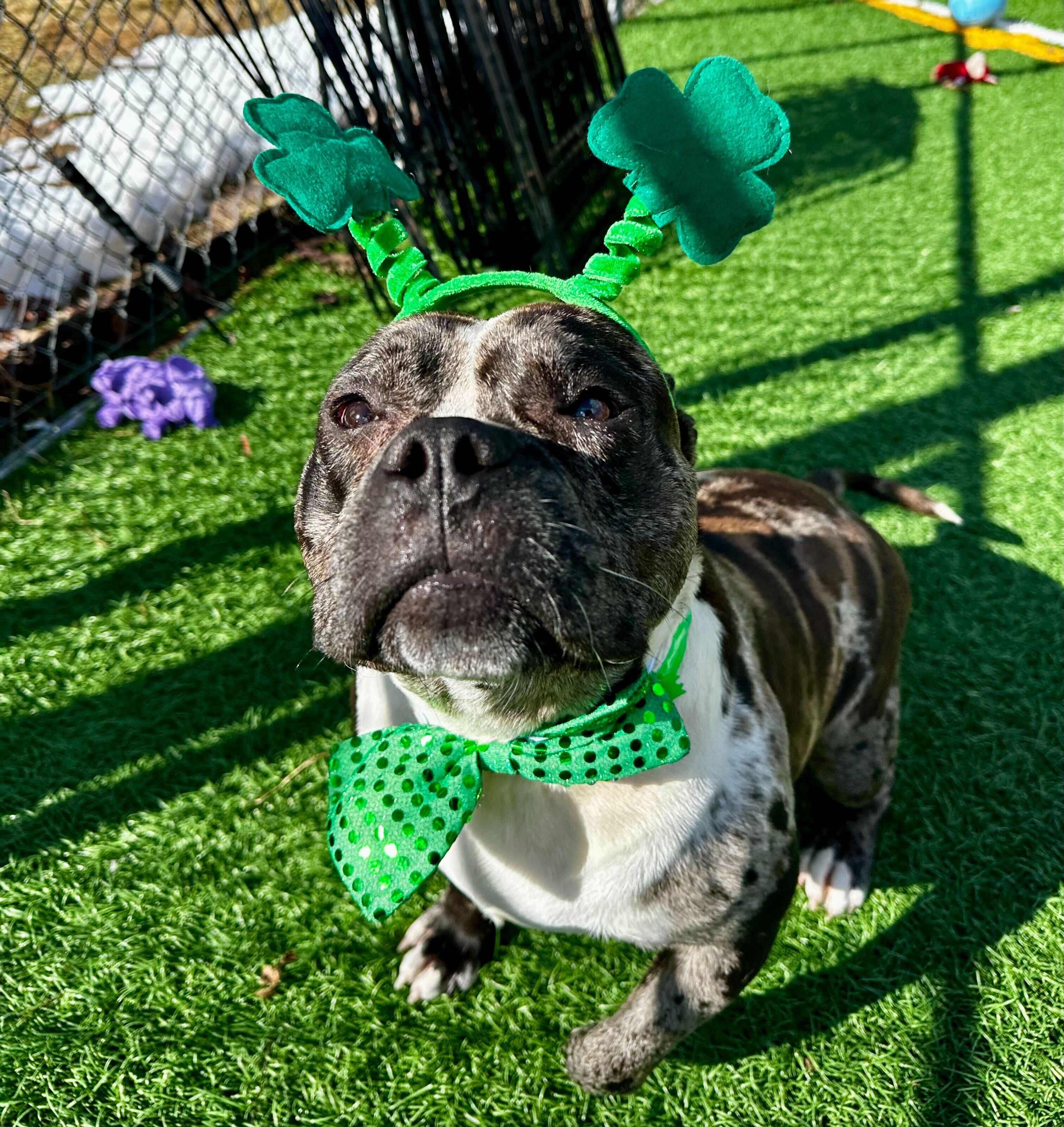 Enlarge Ryatt *HERE IN NH*, a ADOPTABLE Mixed Breed in Northwood, NH image 4/5