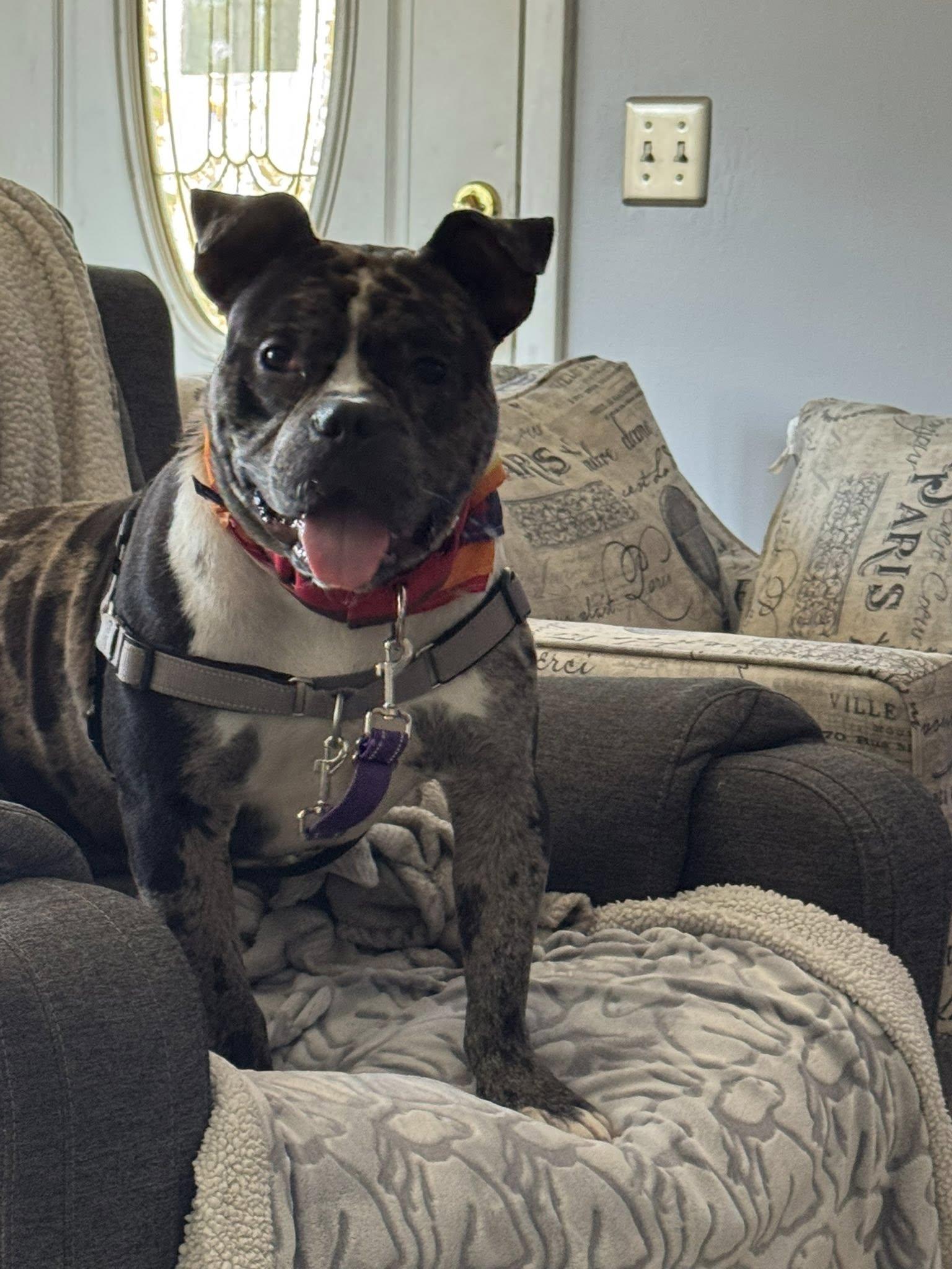 Ryatt *HERE IN NH*, a other Mixed Breed in Northwood, NH image 6/6