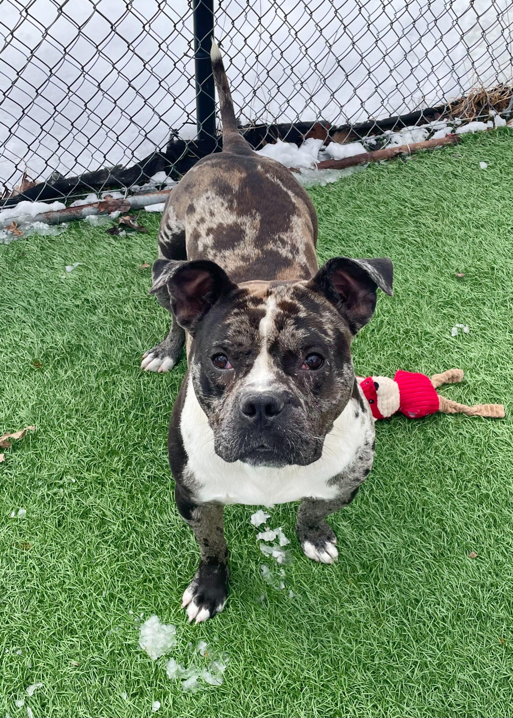 Enlarge Ryatt *HERE IN NH*, a ADOPTABLE Mixed Breed in Northwood, NH image 3/5