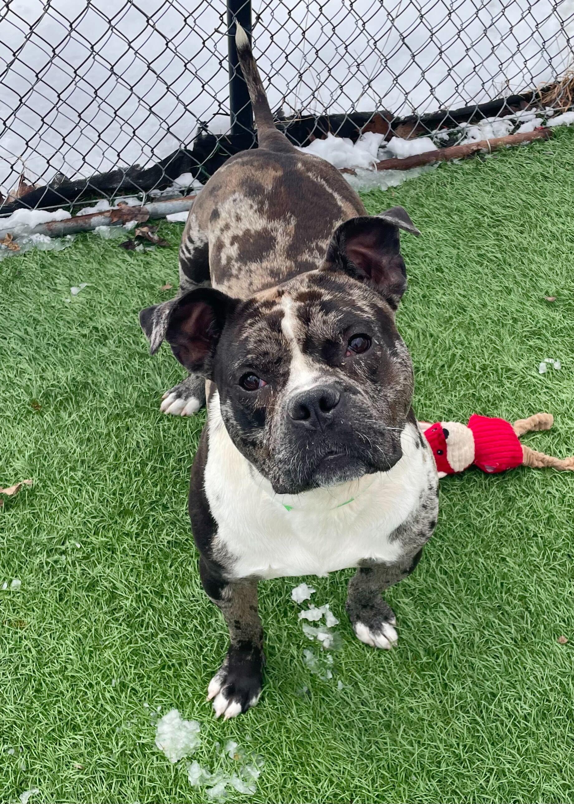 Enlarge Ryatt *HERE IN NH*, a ADOPTABLE Mixed Breed in Northwood, NH image 1/5