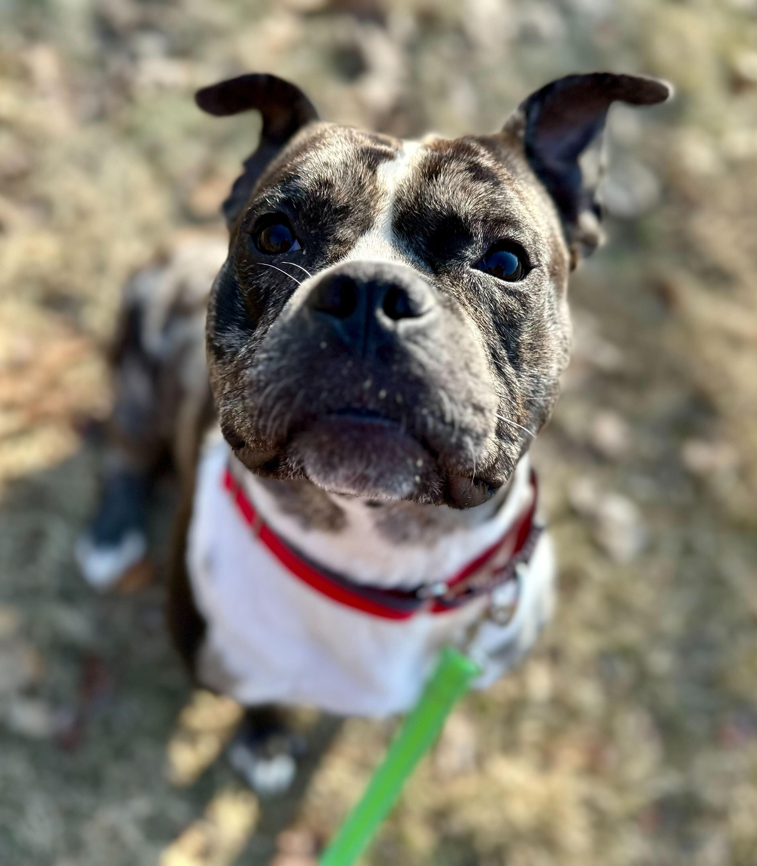 Ryatt *HERE IN NH*, a other Mixed Breed in Northwood, NH image 2/6