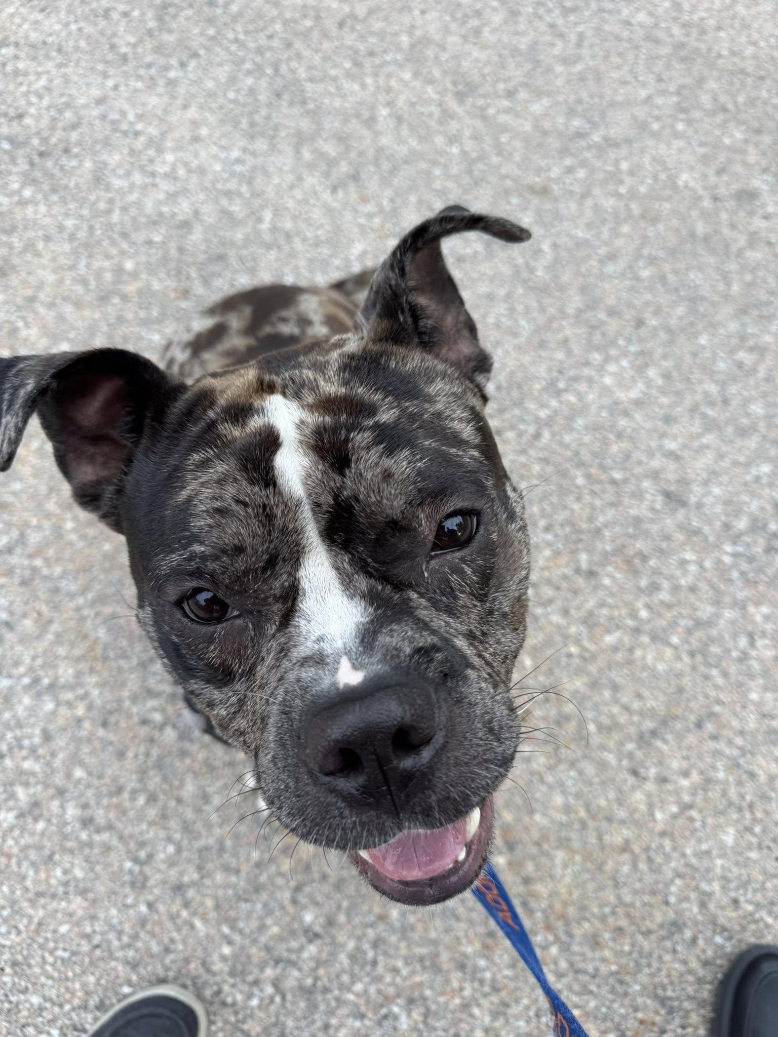 Ryatt *HERE IN NH*, a other Mixed Breed in Northwood, NH image 5/6