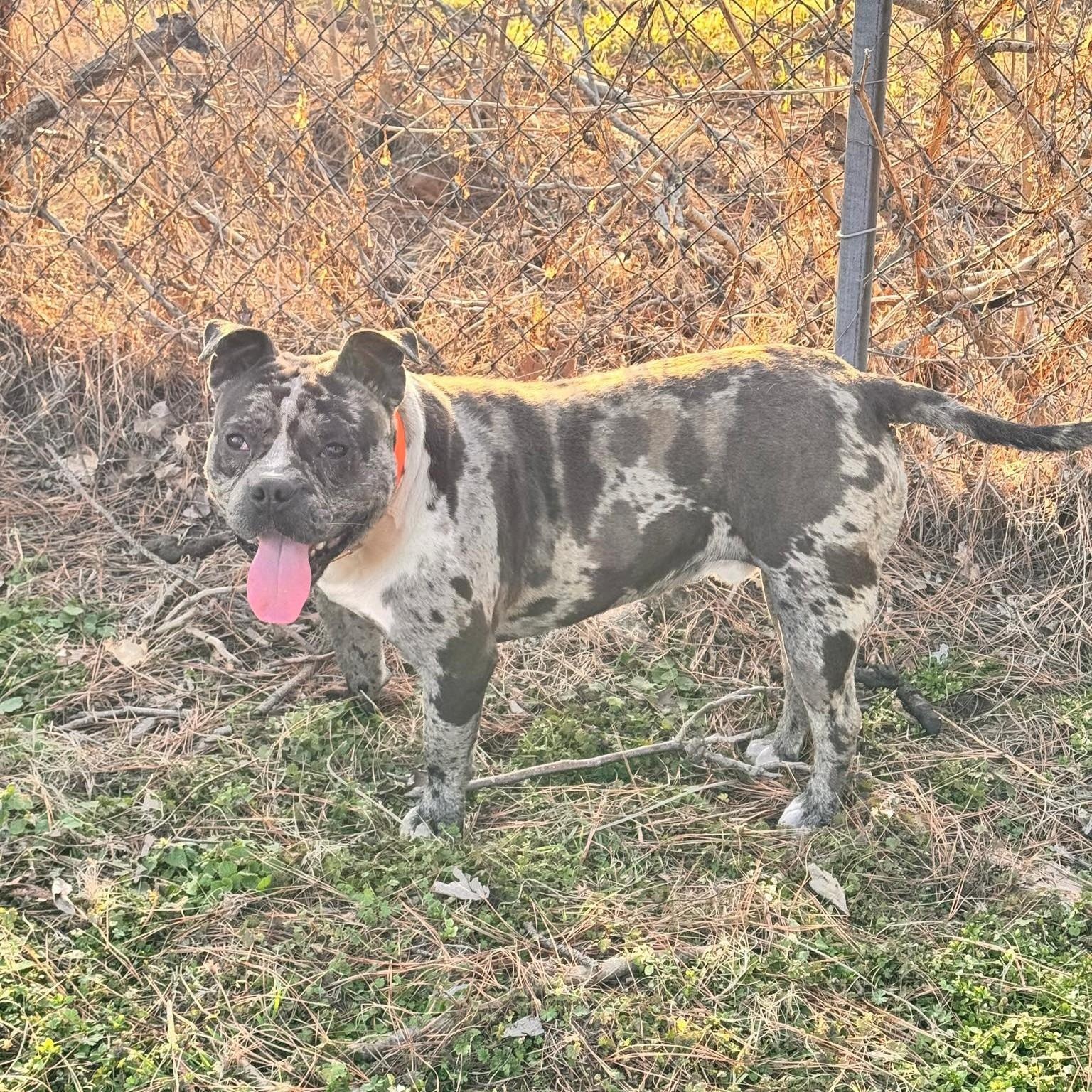Ryatt, a ADOPTABLE Mixed Breed in Northwood, NH image 1/2