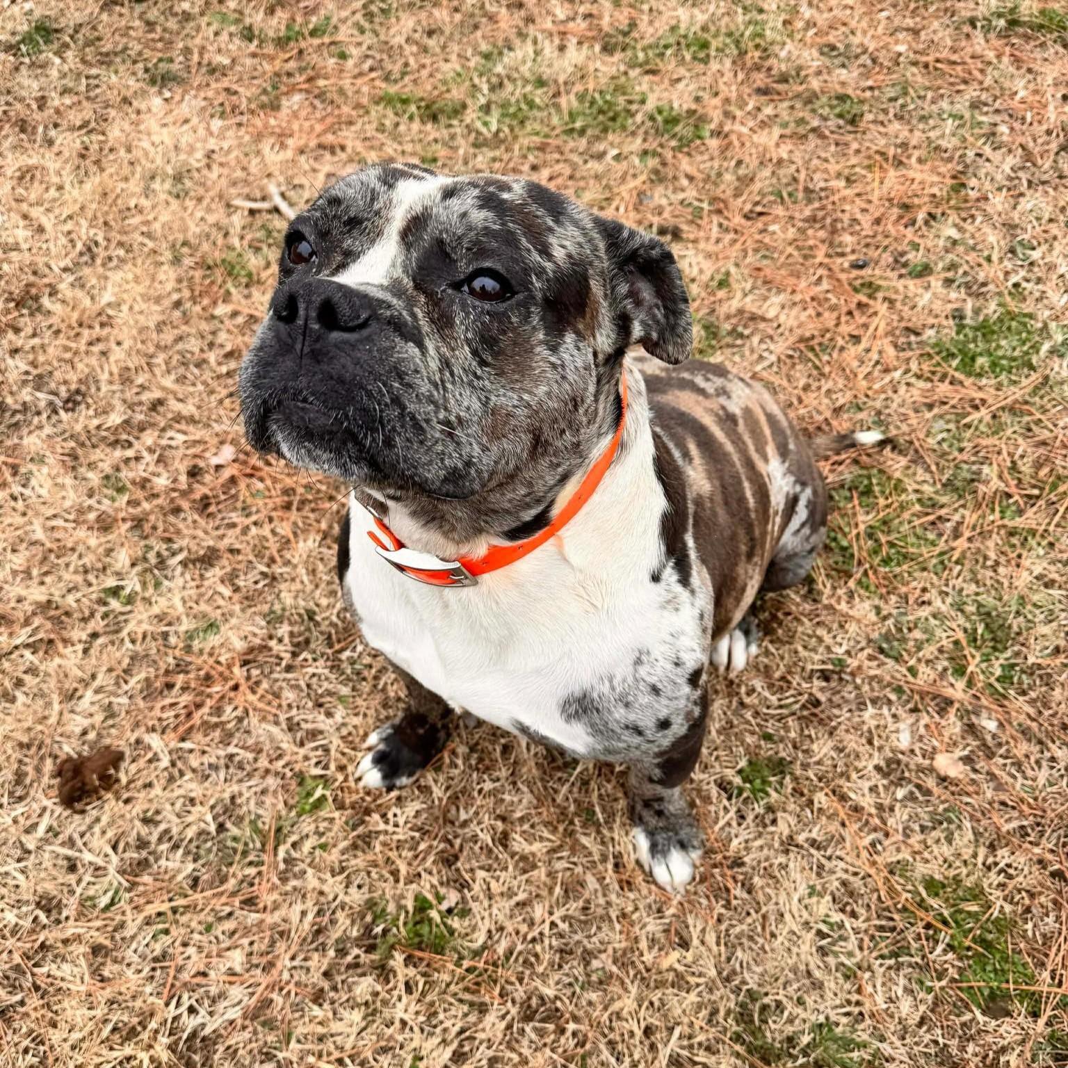 Enlarge Ryatt *HERE IN NH*, a ADOPTABLE Mixed Breed in Northwood, NH image 2/5