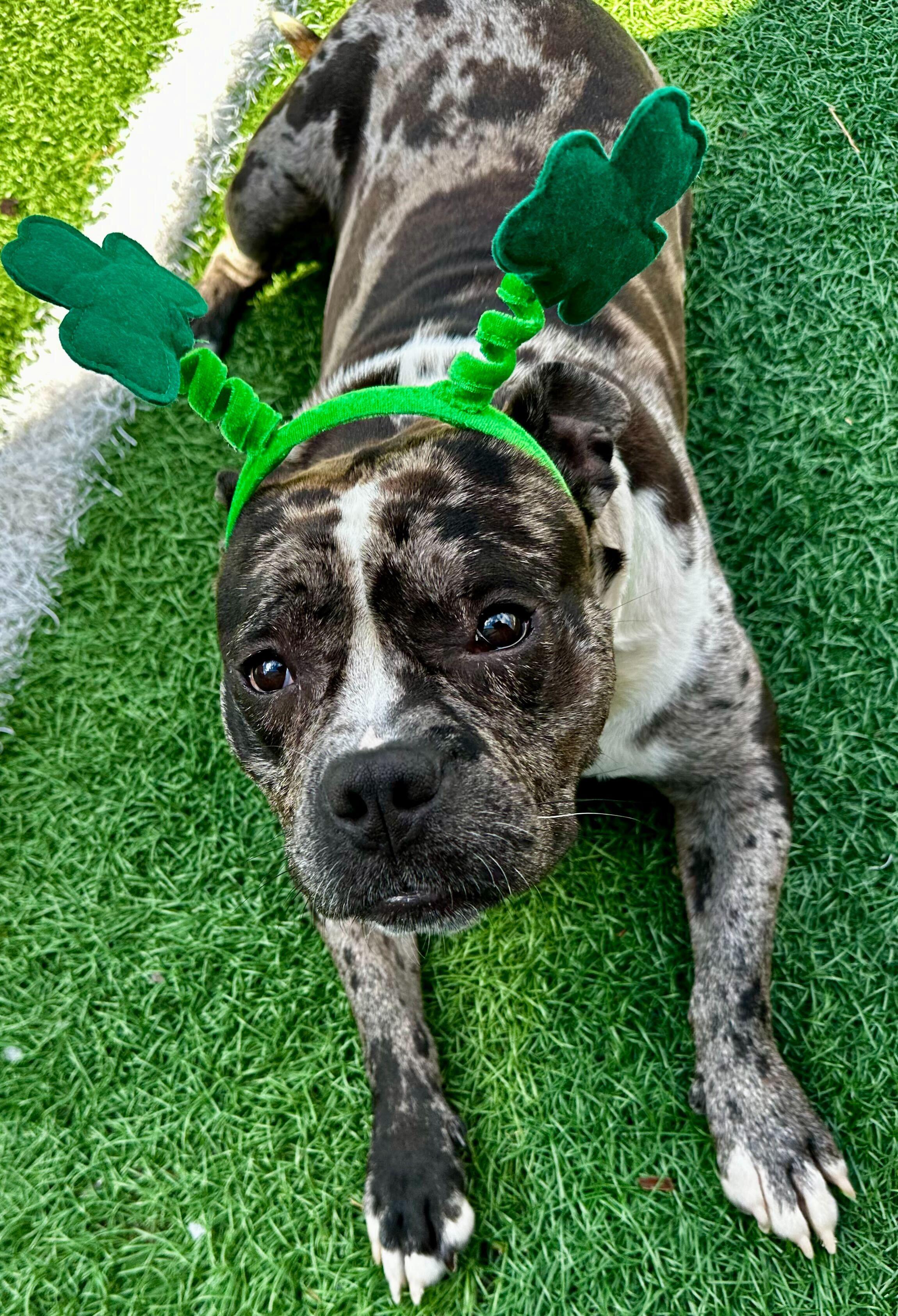 Enlarge Ryatt *HERE IN NH*, a ADOPTABLE Mixed Breed in Northwood, NH image 5/5