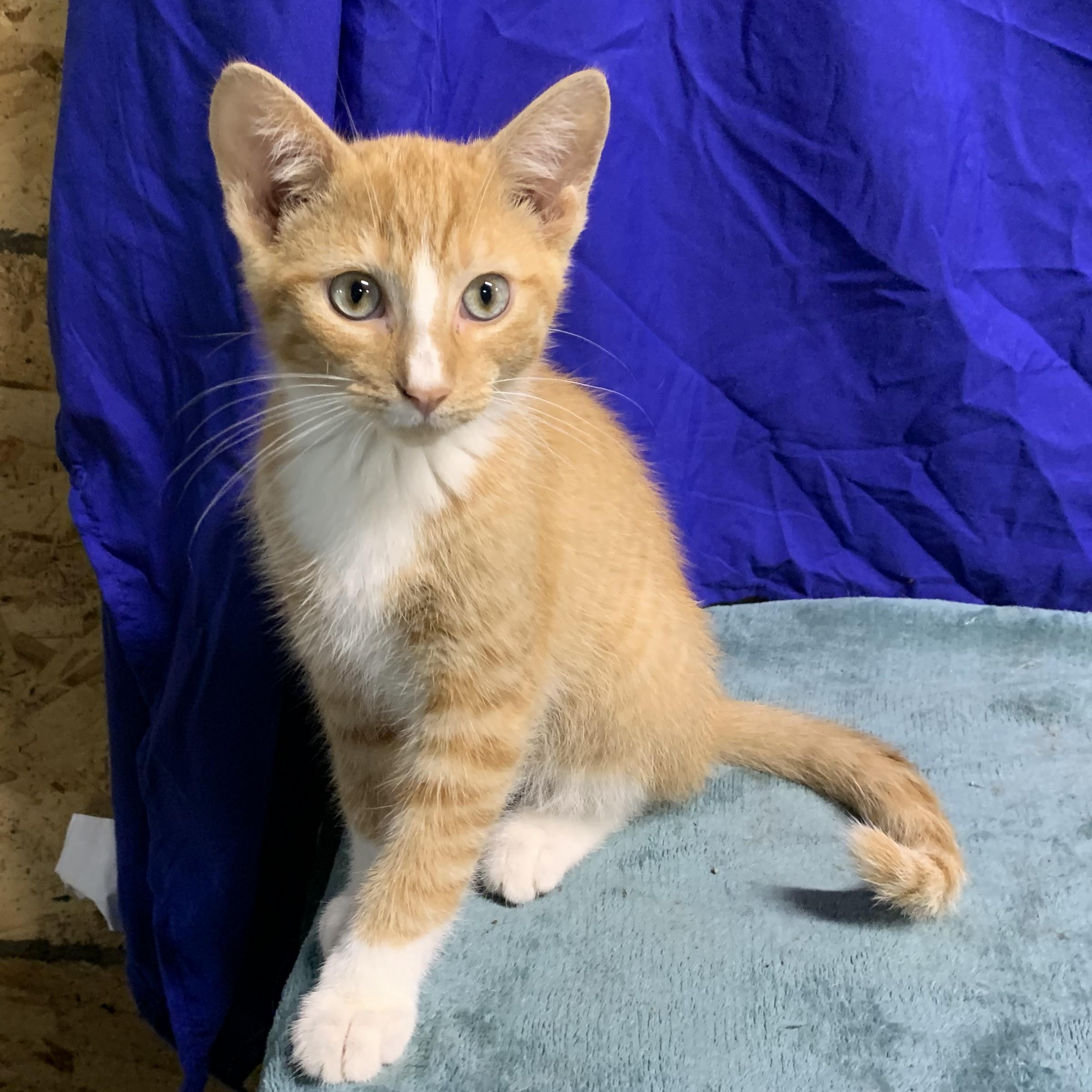 Enlarge Blaze, a Adoptable Domestic Short Hair in Stockholm, WI image 1/6