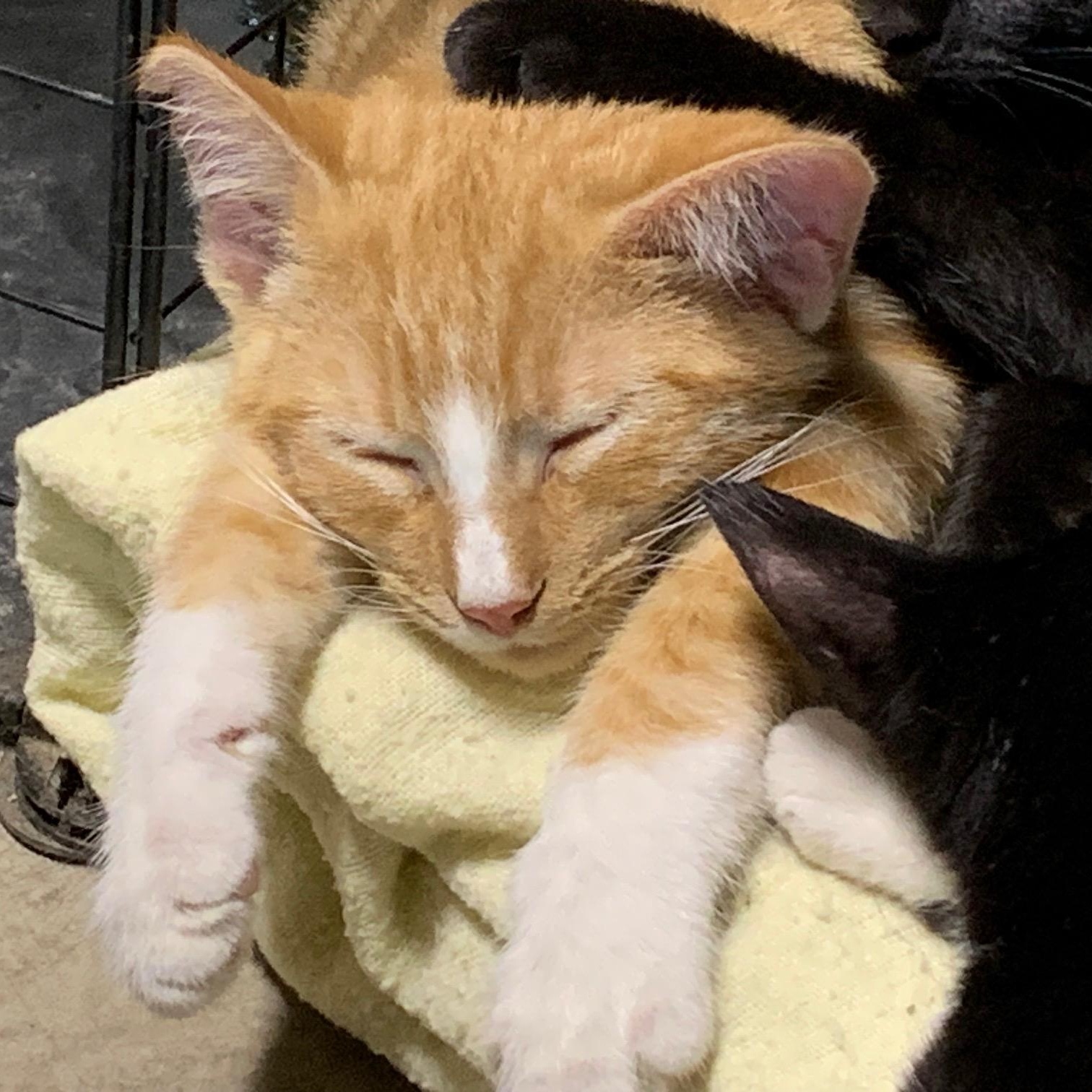 Enlarge Blaze, a Adoptable Domestic Short Hair in Stockholm, WI image 2/6