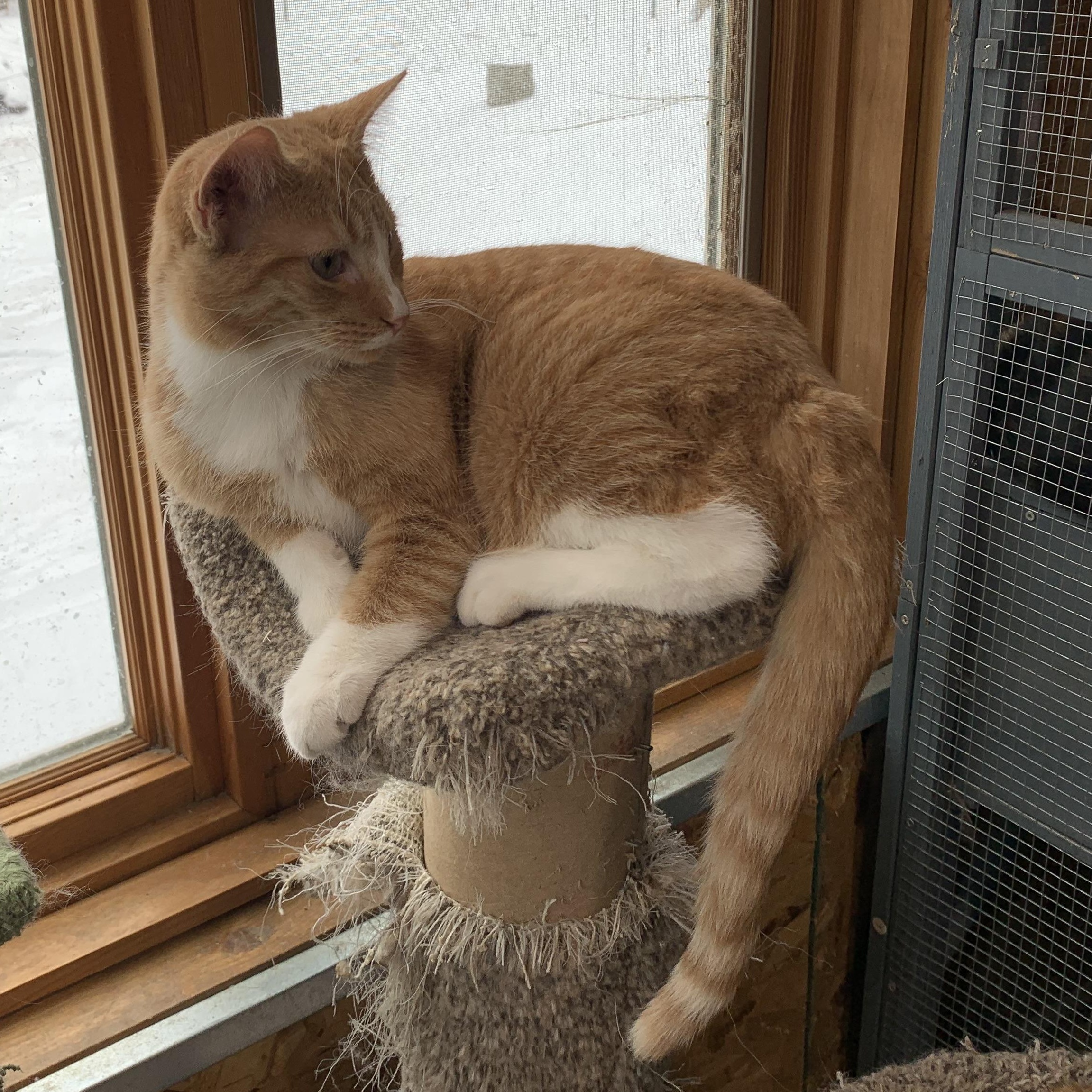 Enlarge Blaze, a Adoptable Domestic Short Hair in Stockholm, WI image 3/6