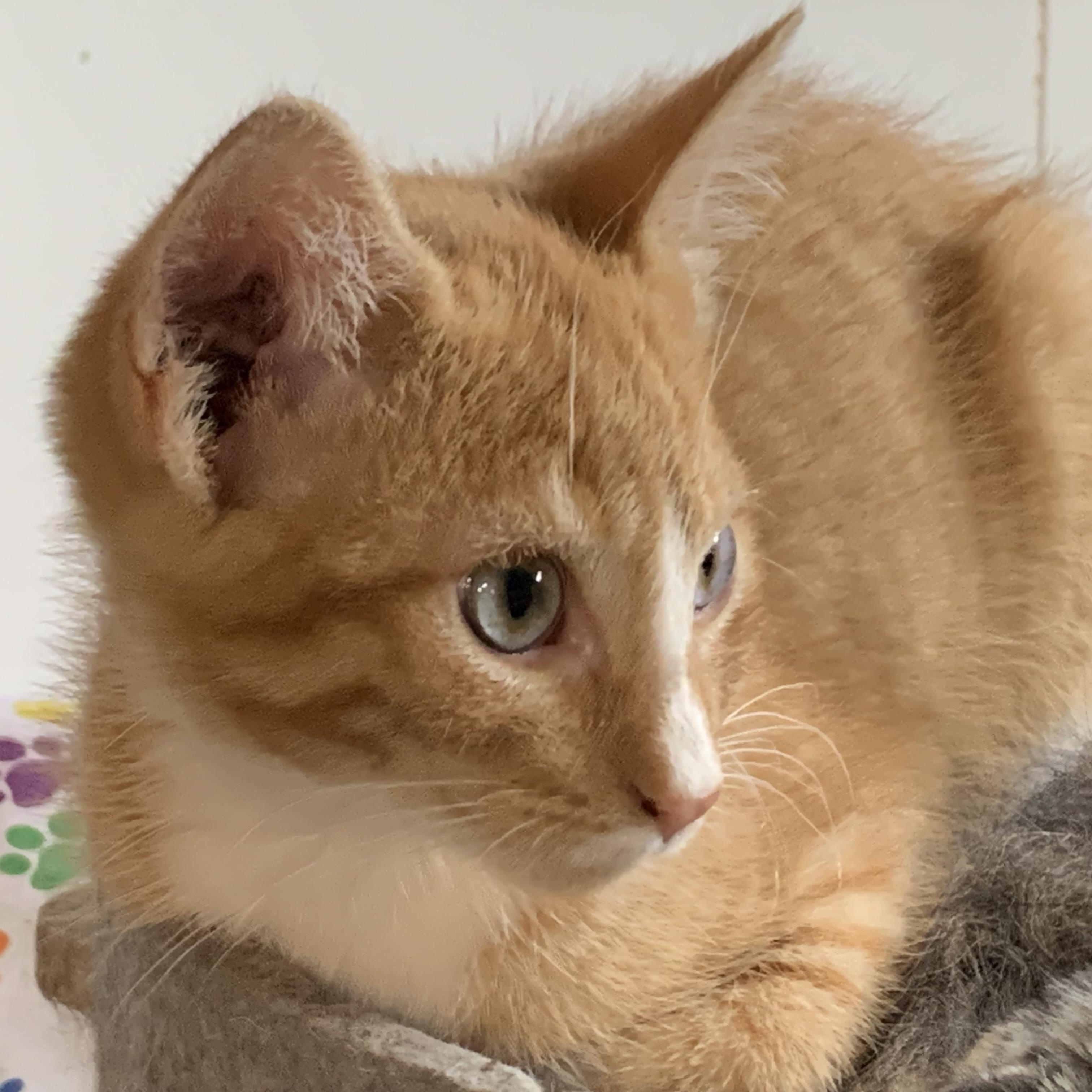 Enlarge Blaze, a Adoptable Domestic Short Hair in Stockholm, WI image 5/6