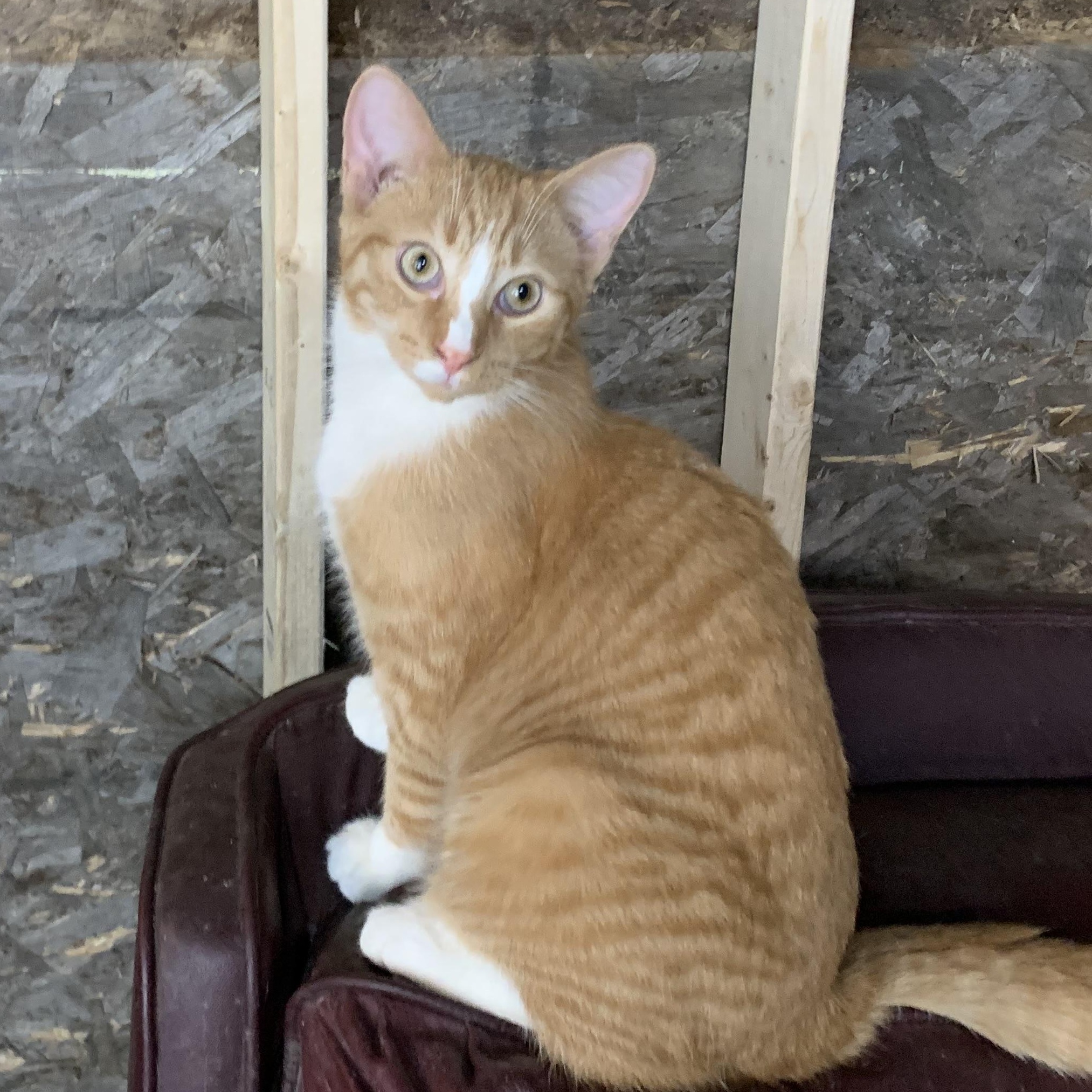 Enlarge Blaze, a Adoptable Domestic Short Hair in Stockholm, WI image 2/6