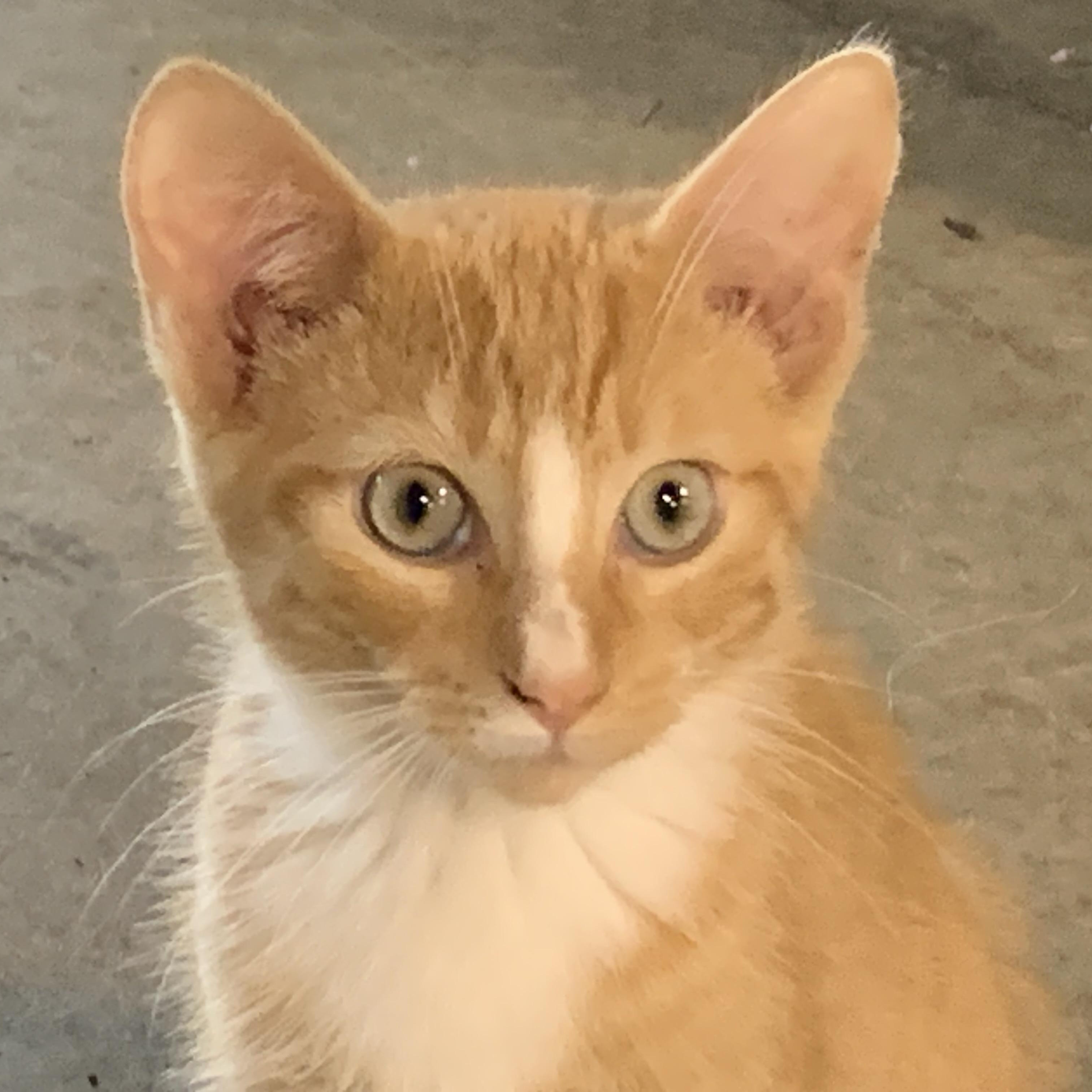 Enlarge Blaze, a Adoptable Domestic Short Hair in Stockholm, WI image 4/6