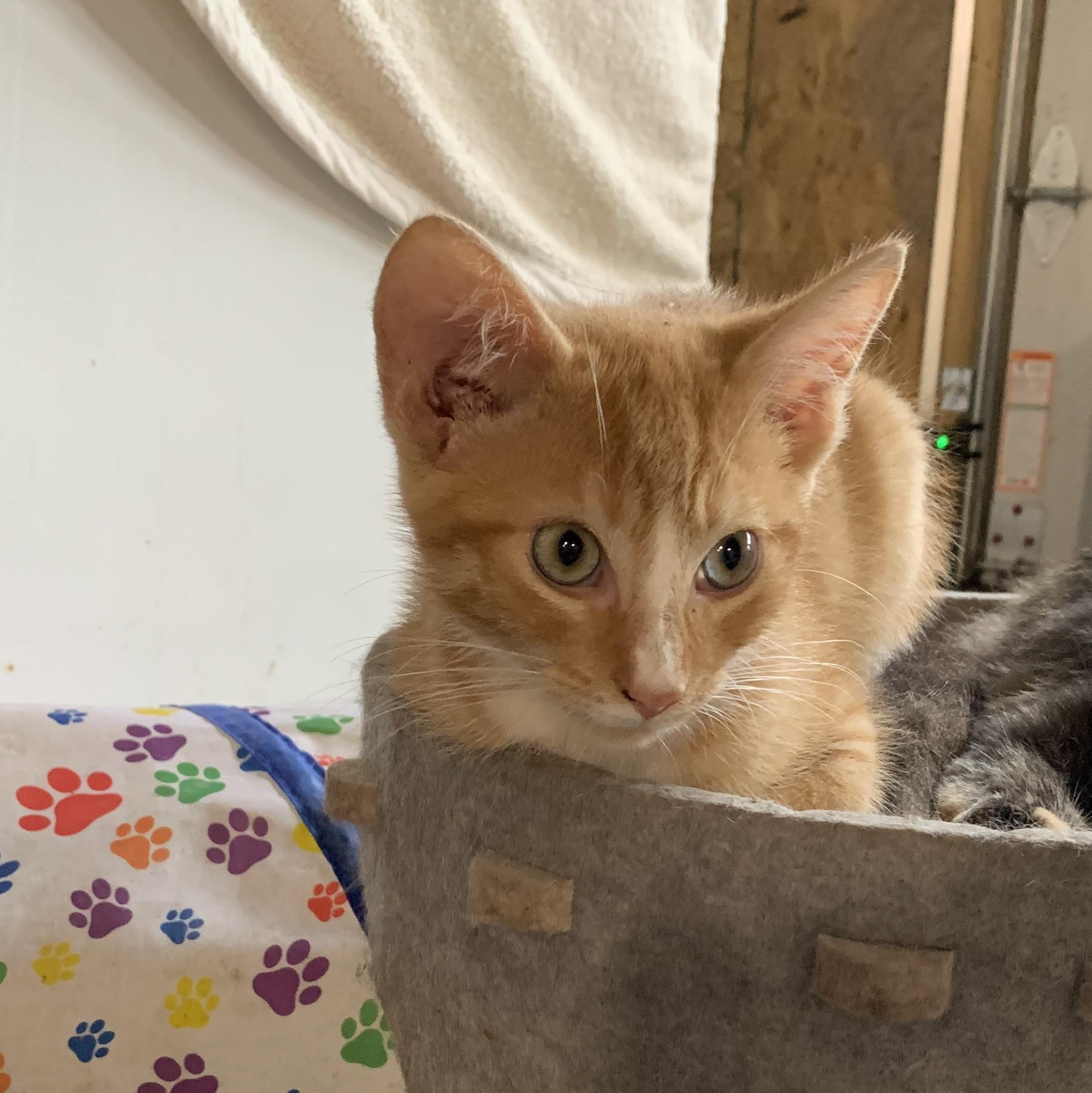 Enlarge Blaze, a Adoptable Domestic Short Hair in Stockholm, WI image 6/6