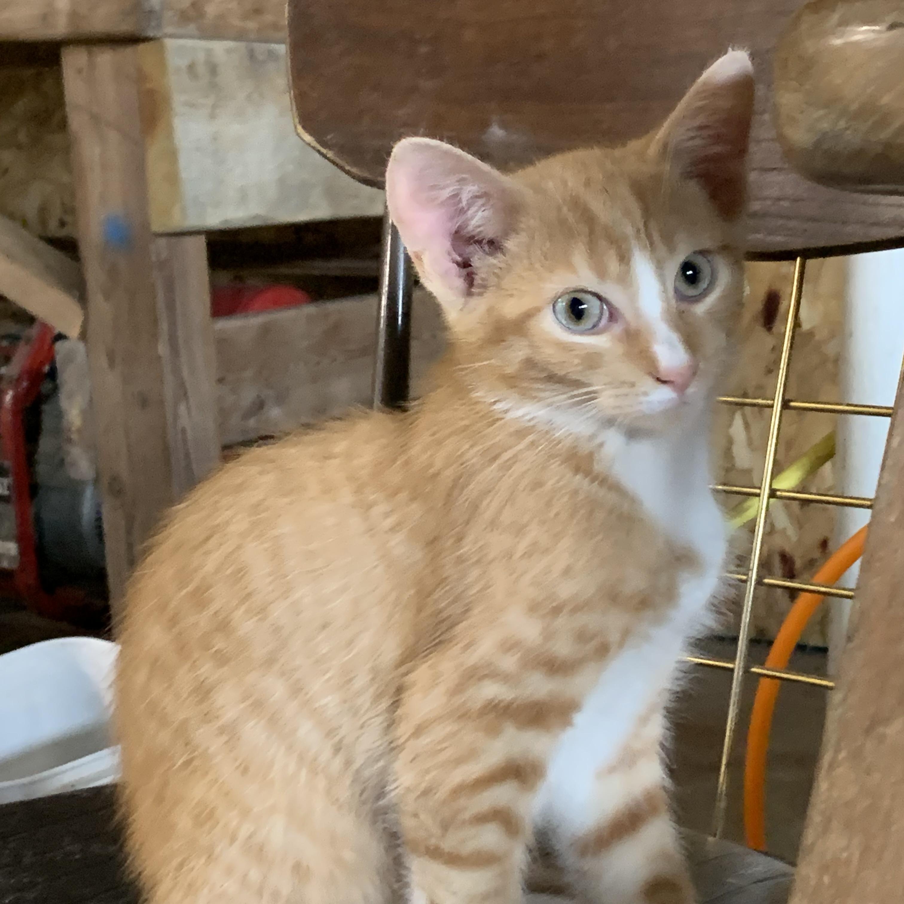 Enlarge Blaze, a Adoptable Domestic Short Hair in Stockholm, WI image 3/6