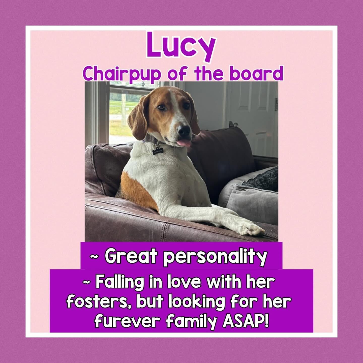 Enlarge Lucy, a Adoptable American Foxhound in Raleigh, NC image 6/6