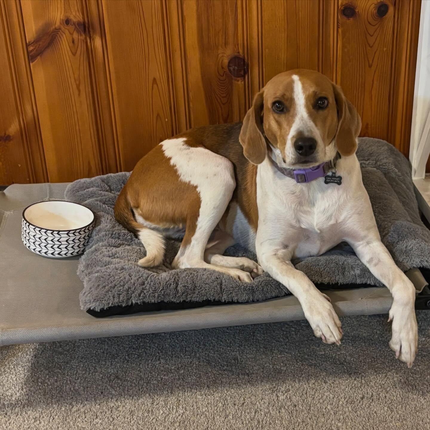 Enlarge Lucy, a Adoptable American Foxhound in Raleigh, NC image 4/6