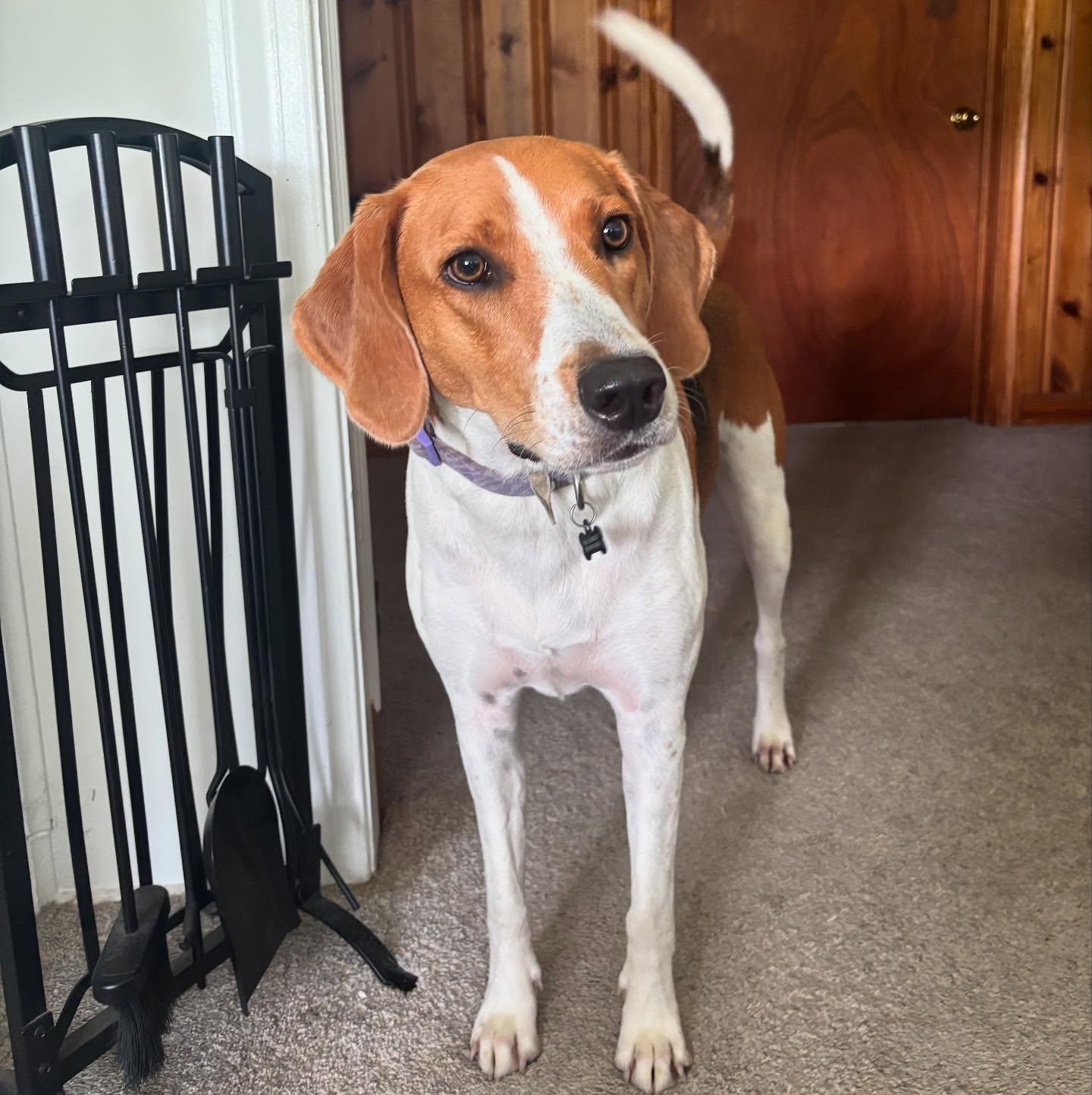 Enlarge Lucy, a Adoptable Hound in Raleigh, NC image 4/6