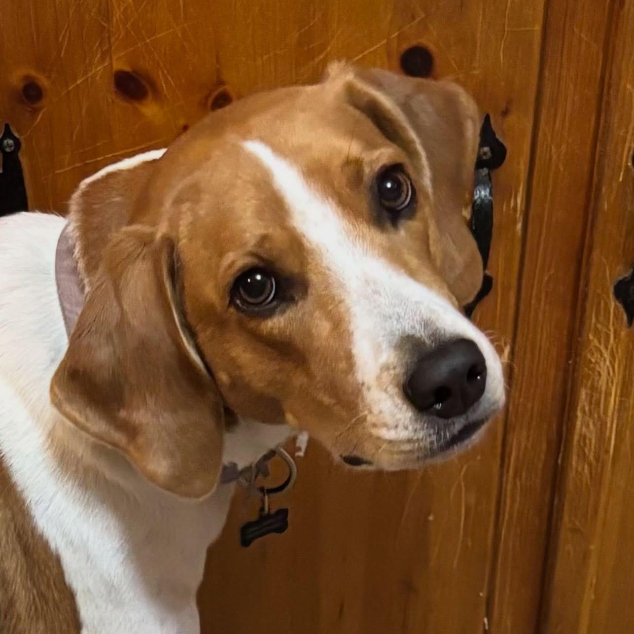 Lucy, a Adoptable American Foxhound in Raleigh, NC image 3/6