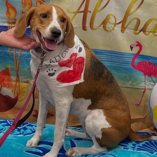 Lucy, Adoptable, Adult Female Hound.