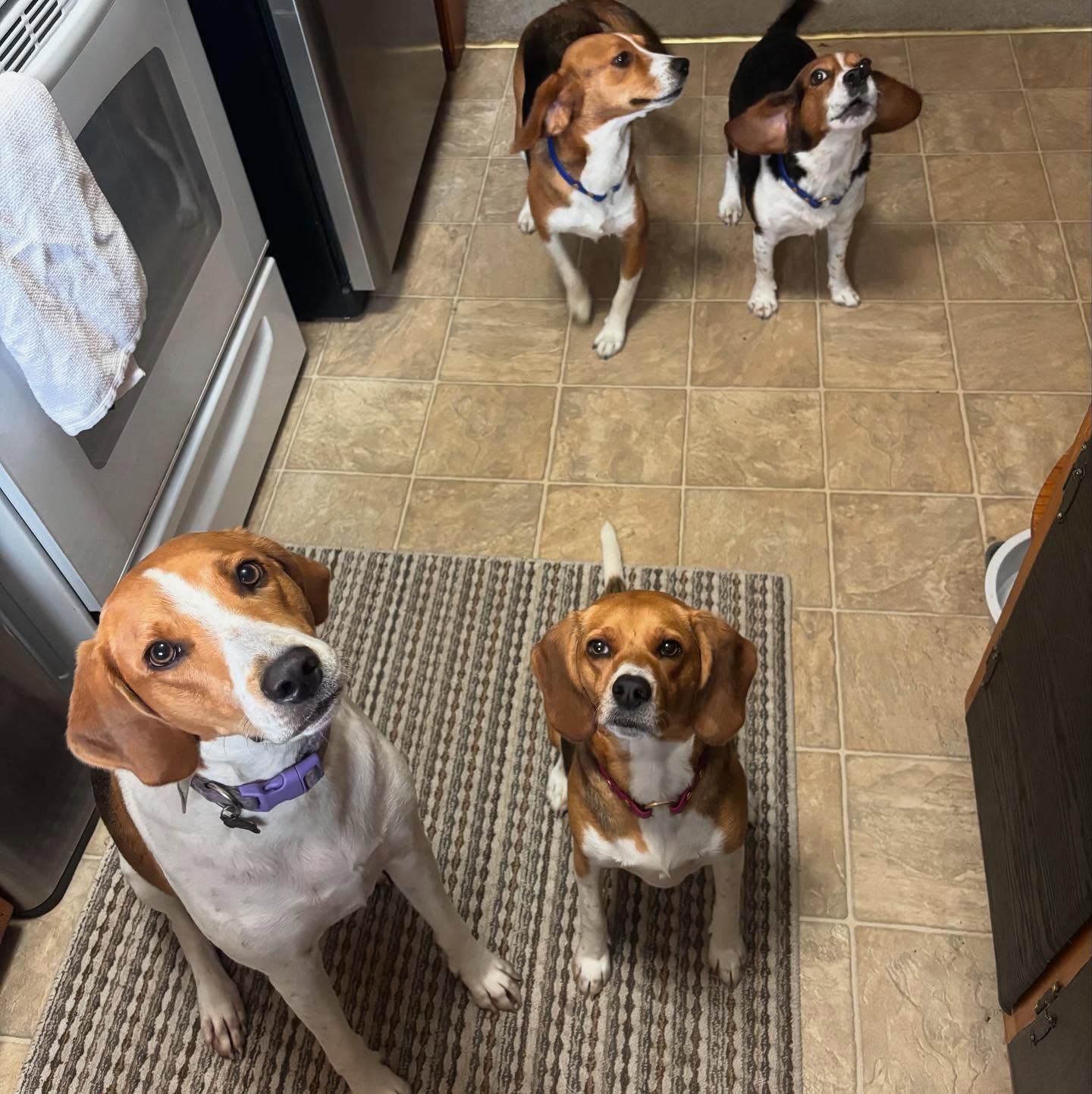 Enlarge Lucy, a Adoptable Hound in Raleigh, NC image 6/6