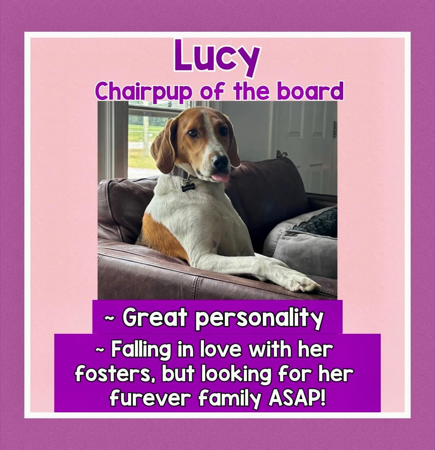 Enlarge Lucy, a Adoptable Hound in Raleigh, NC image 1/6