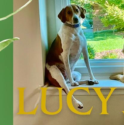 Lucy, a Adoptable American Foxhound in Raleigh, NC image 2/6