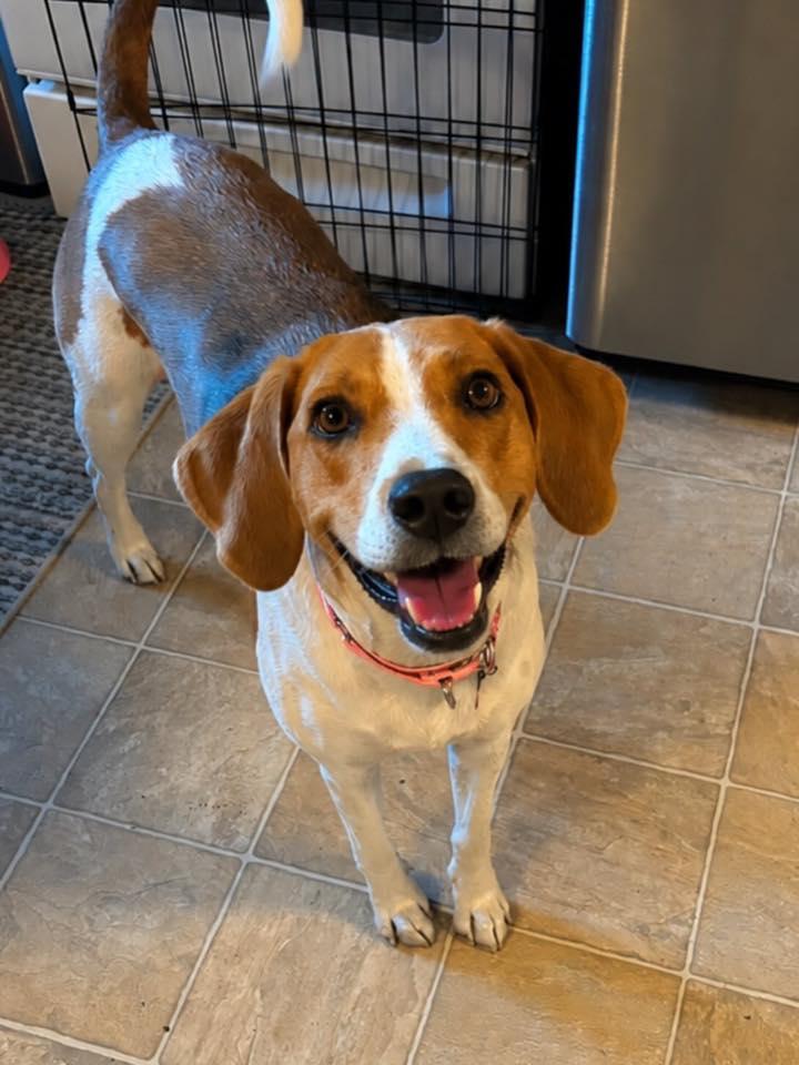 Enlarge Lucy, a Adoptable American Foxhound in Raleigh, NC image 2/6