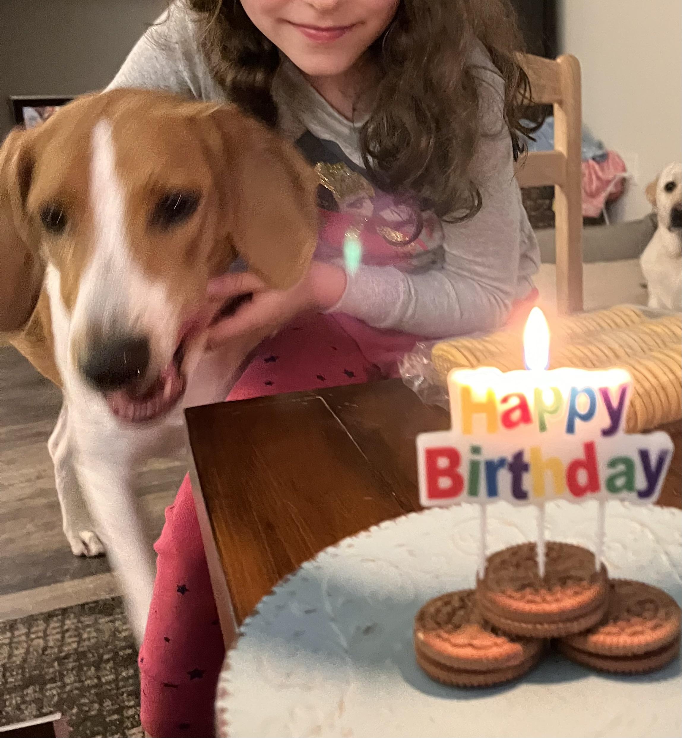 Lucy, a Adoptable American Foxhound in Raleigh, NC image 6/6