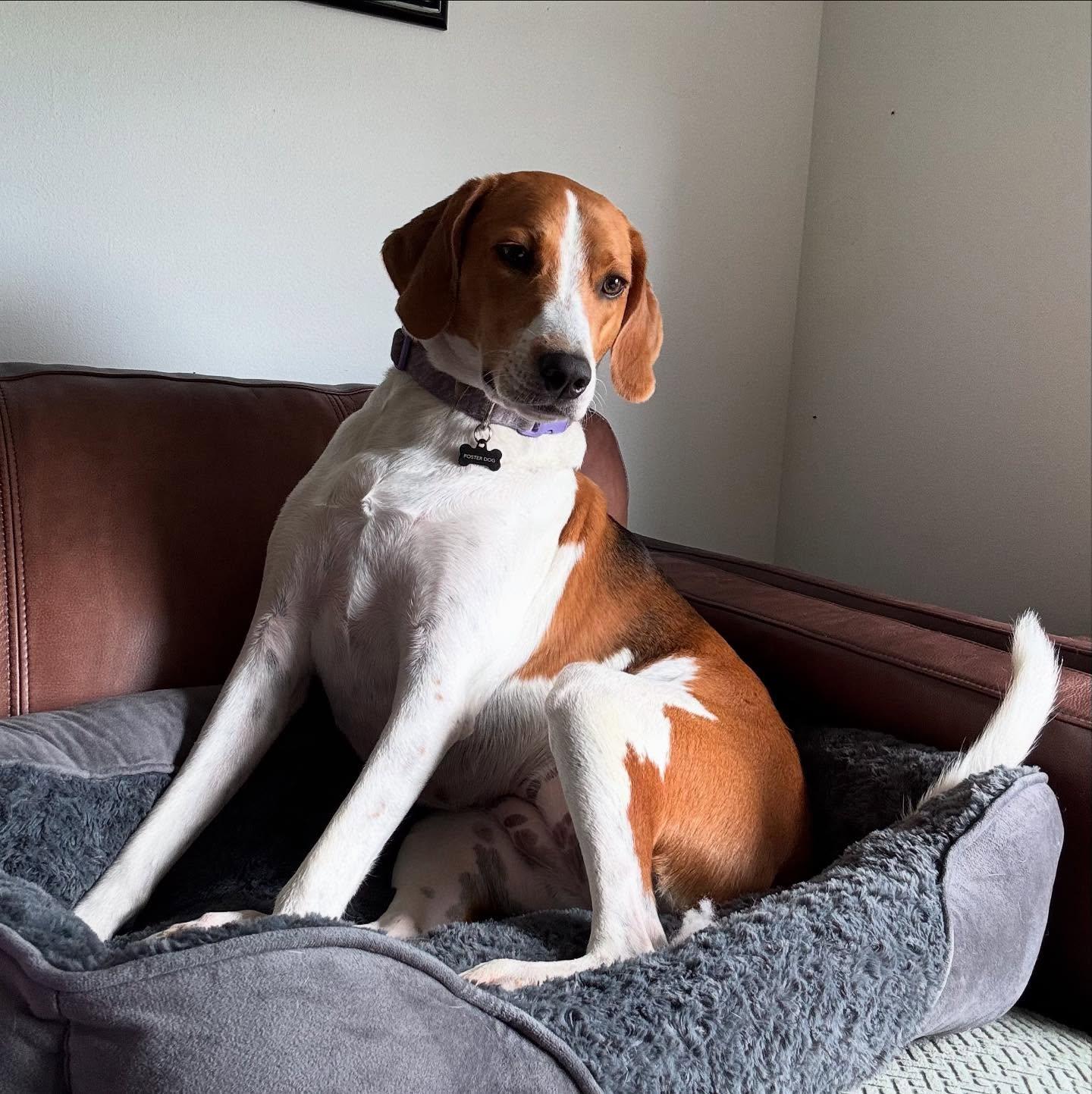 Enlarge Lucy, a Adoptable Hound in Raleigh, NC image 5/6