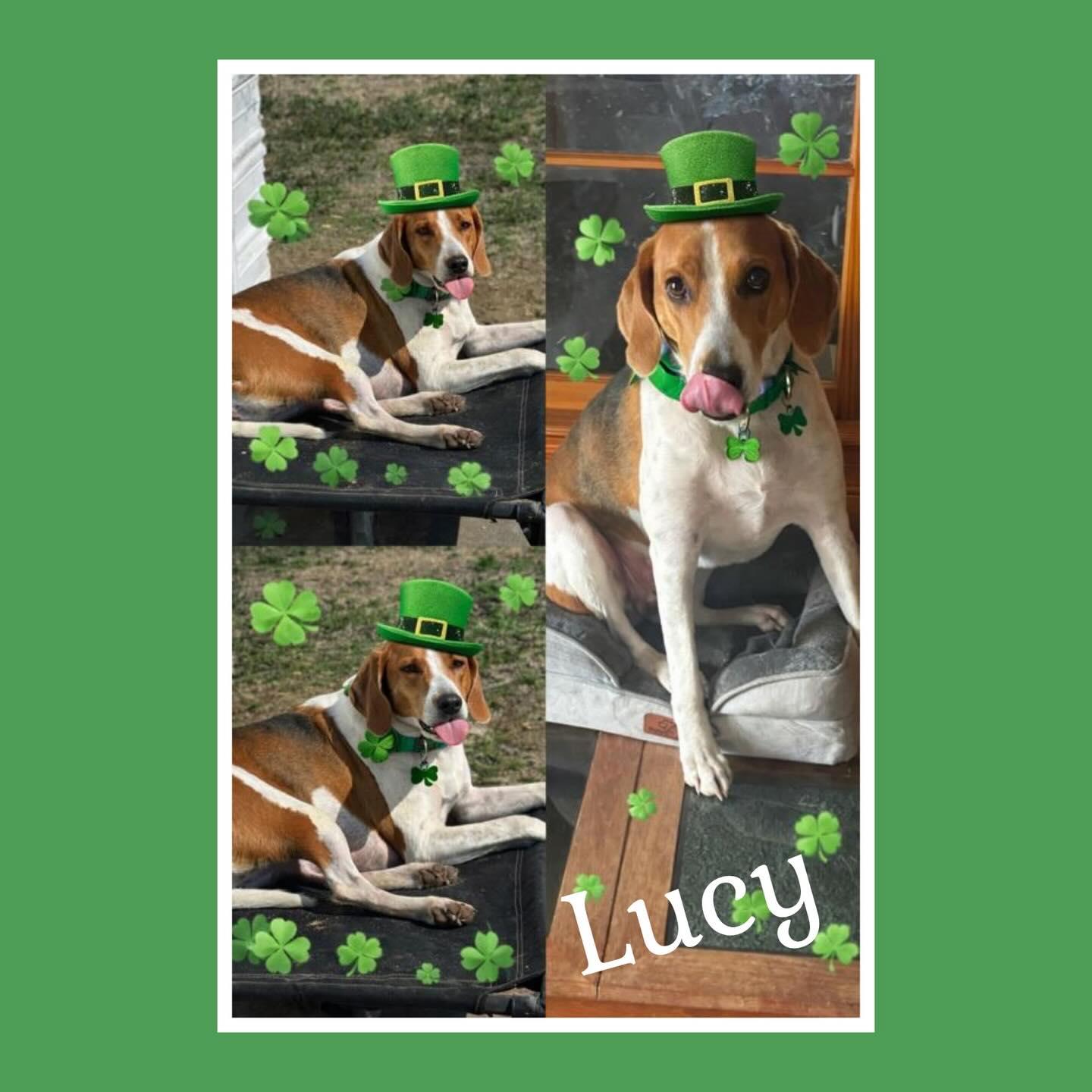 Lucy, a Adoptable American Foxhound in Raleigh, NC image 1/6