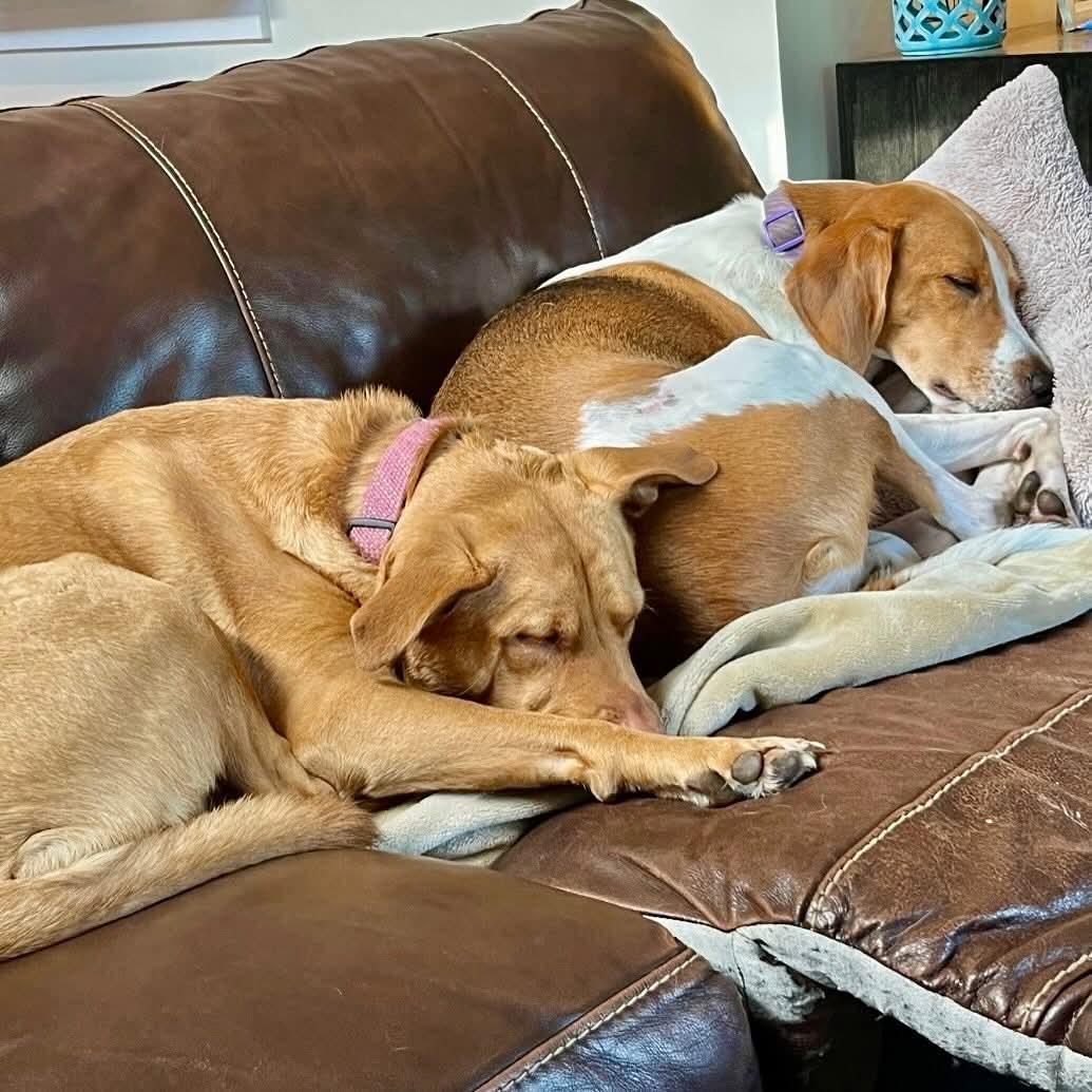 Enlarge Lucy, a Adoptable Hound in Raleigh, NC image 3/6