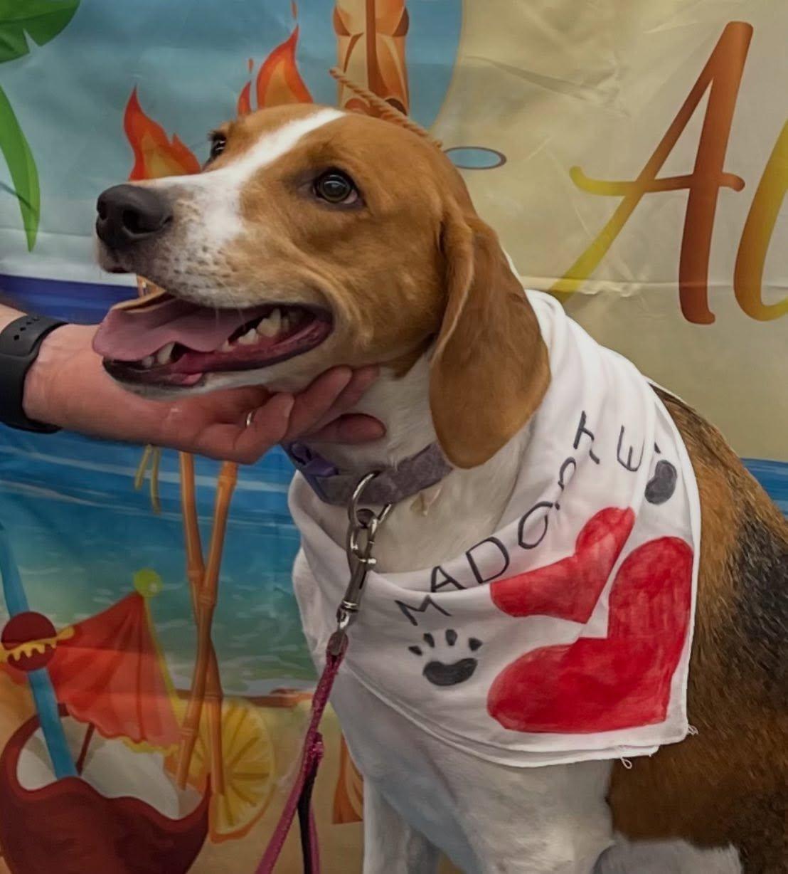 Enlarge Lucy, a Adoptable American Foxhound in Raleigh, NC image 5/6